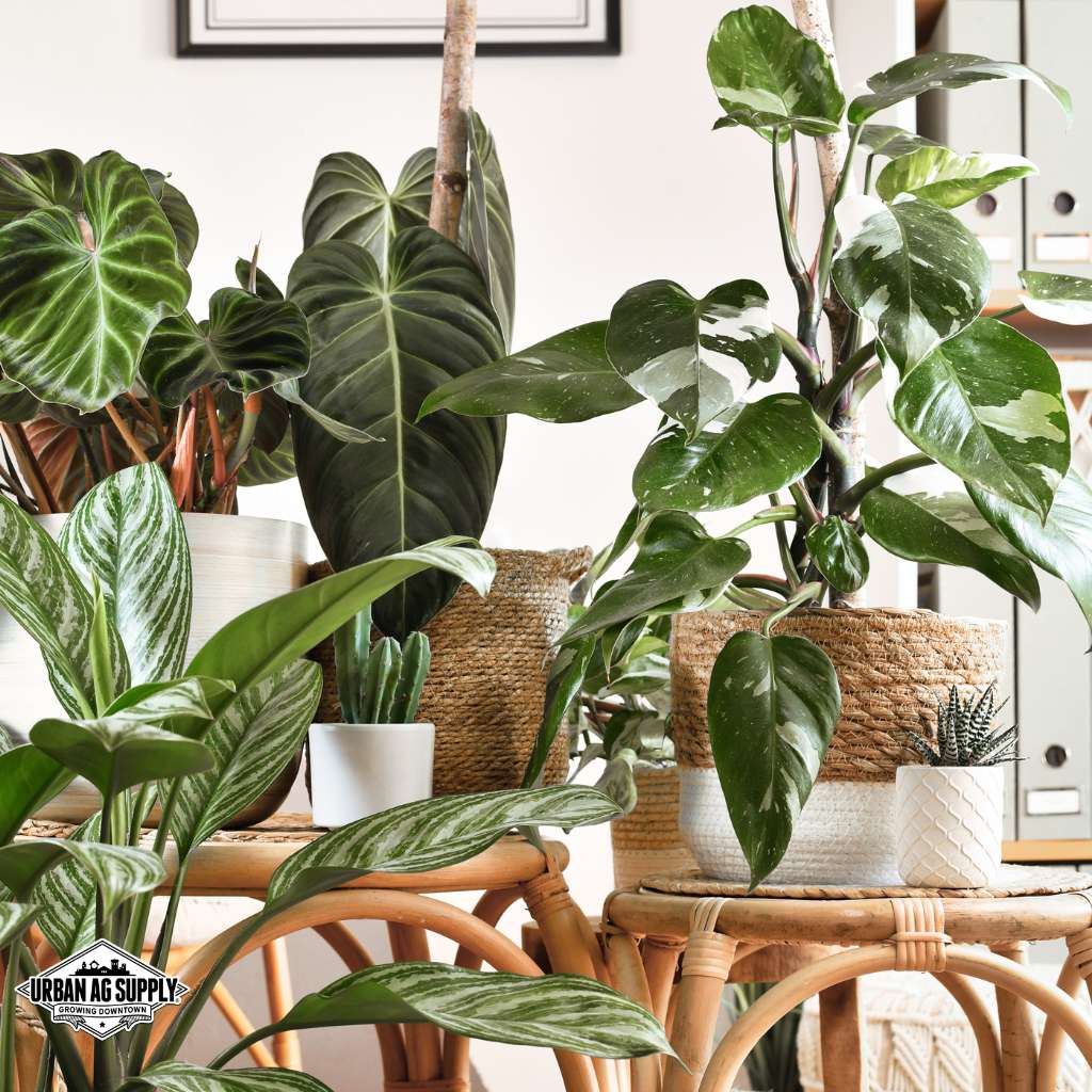 Houseplants