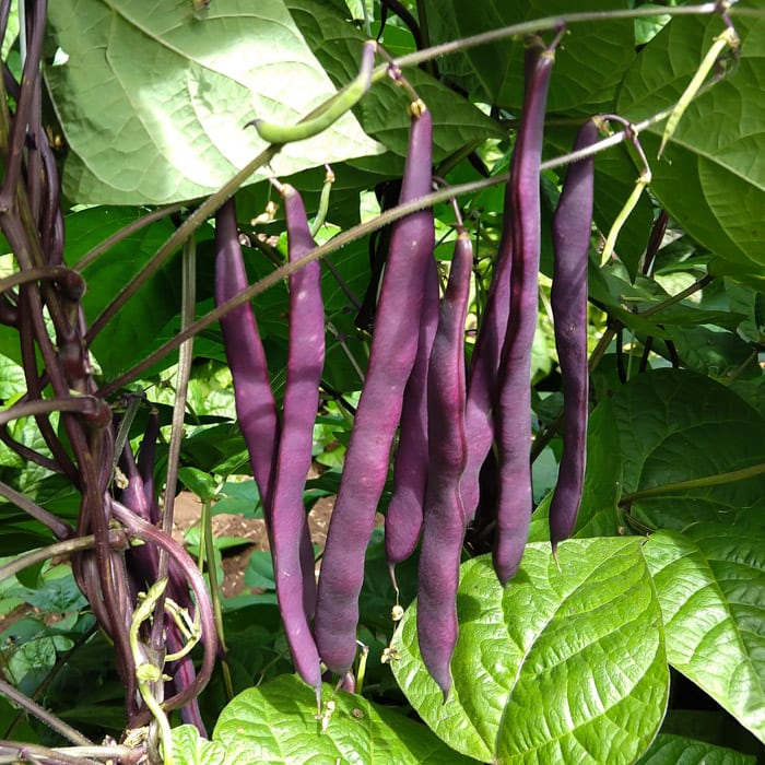 Pole Snap Bean, Kew Blue (Organic) by Adaptive Seeds - seed packet