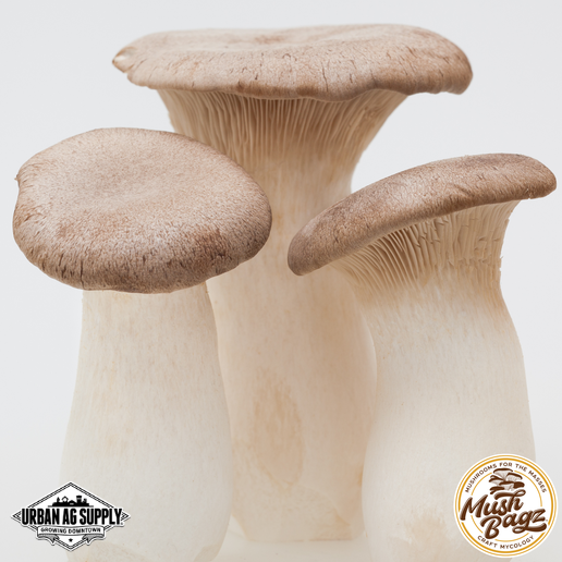 Live Liquid Cultures - MushBagz