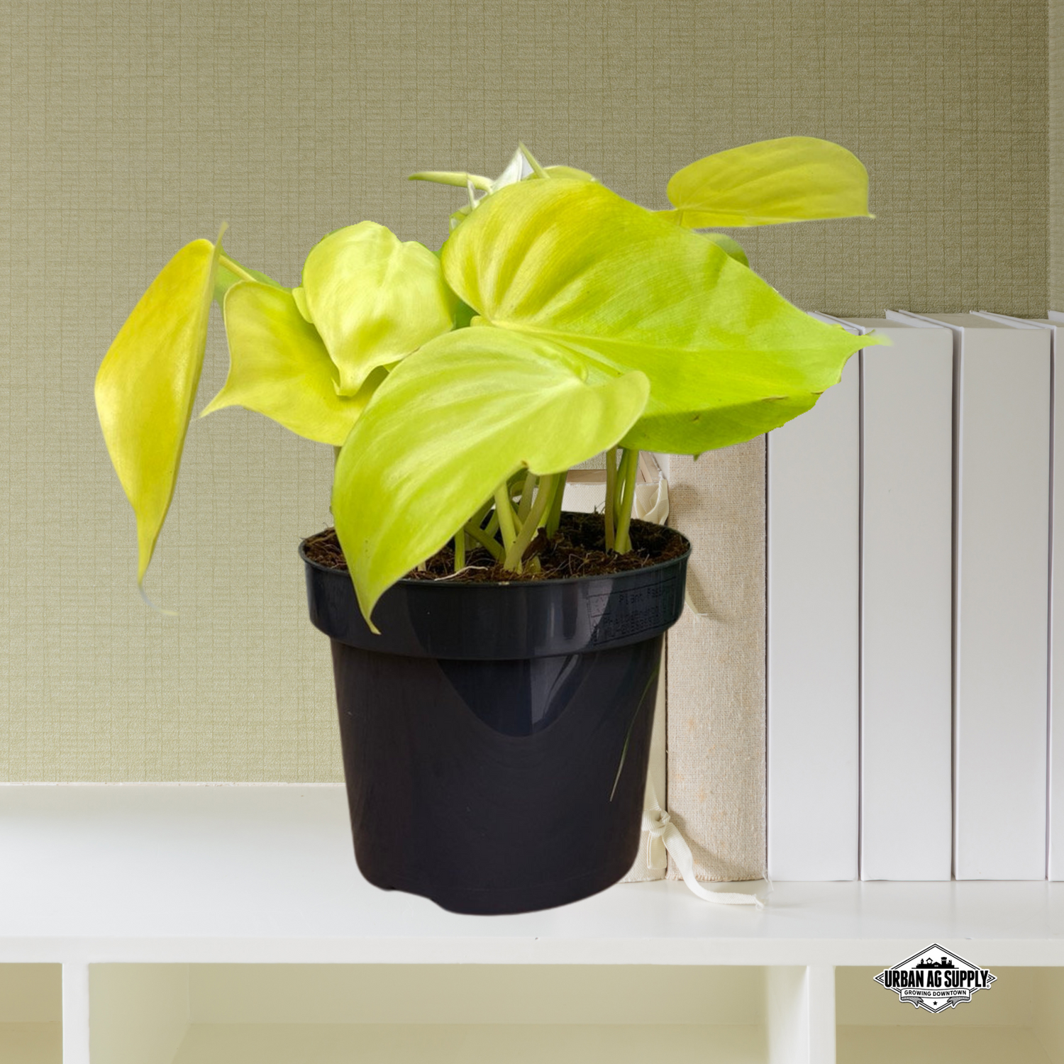 Neon Pothos (Epipremnum Aureum ‘Neon’)