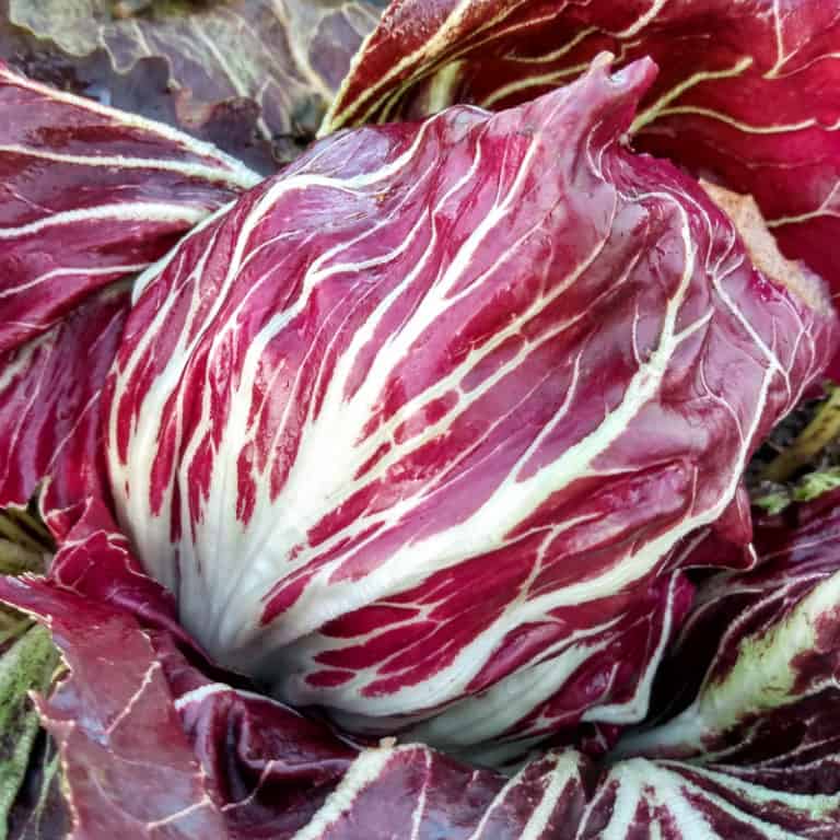 Radicchio, Palla Rossa Melot (Organic) by Adaptive Seeds -seed packet