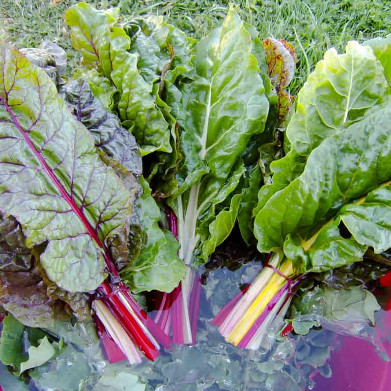 Chard, Rainbow (Organic) by Adaptive Seeds - seed packet