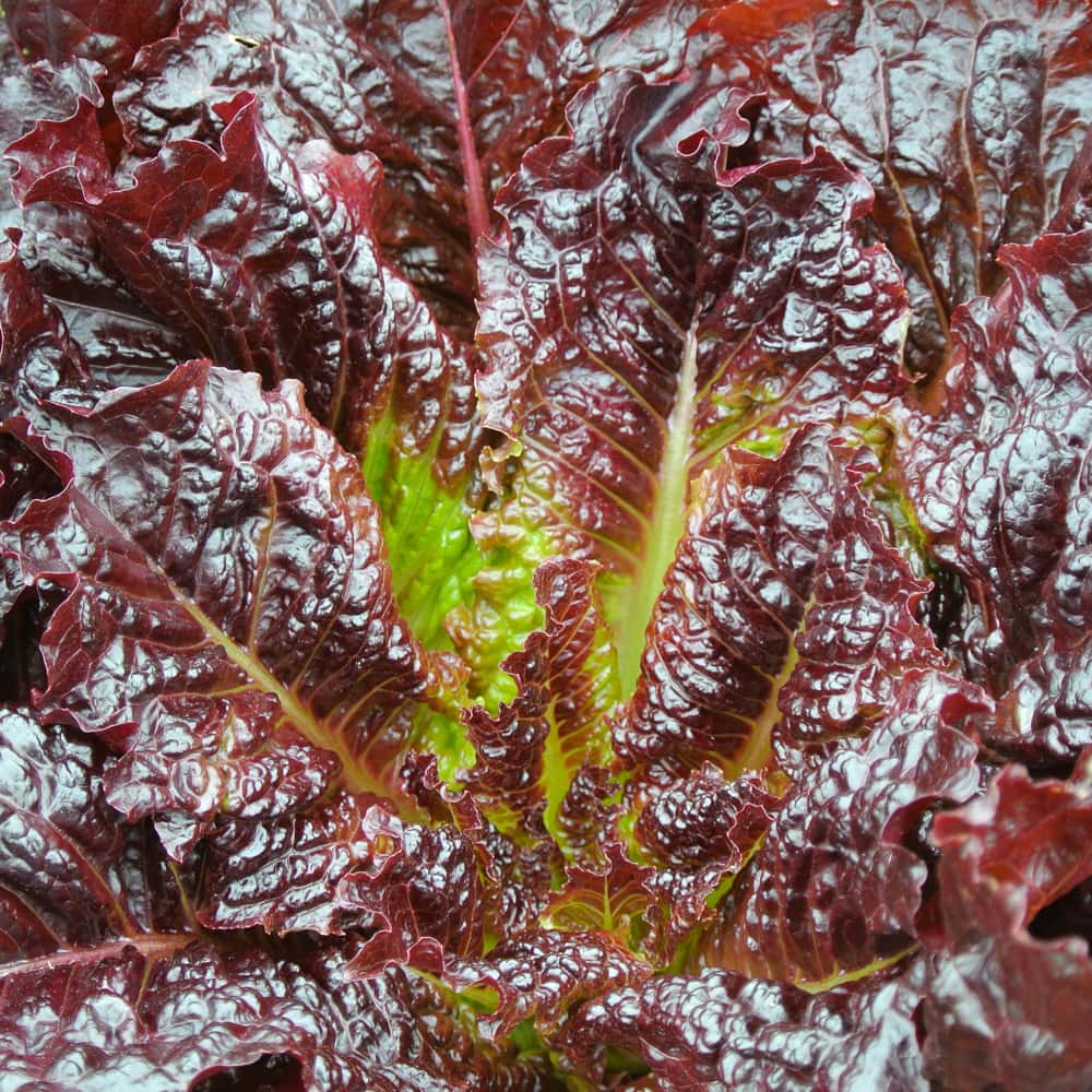 Lettuce, Red Evolution (Organic) by Adaptive Seeds - seed packet