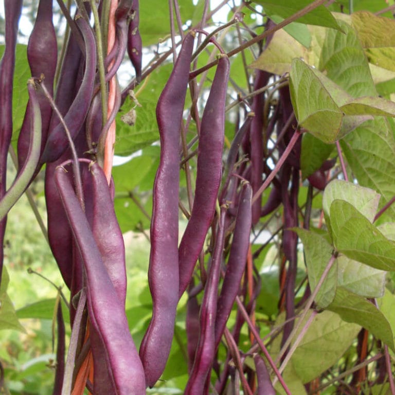 Pole Snap Bean, Kew Blue (Organic) by Adaptive Seeds - seed packet