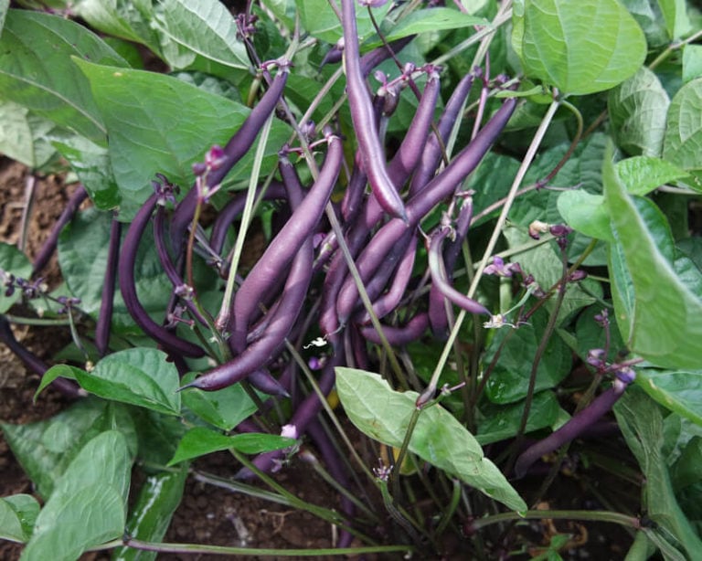 Bush Snap Bean, Robert’s Royalty (Organic) by Adaptive Seeds - seed packet