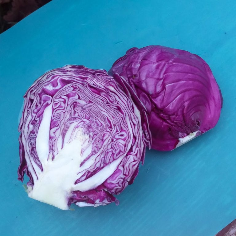 Cabbage, Amarant (Organic) by Adaptive Seeds - seed packet