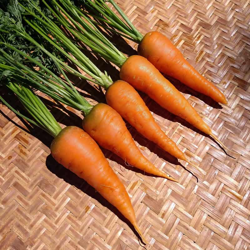 Carrot, Red Core Chantenay (Organic) by Adaptive Seeds - seed packet