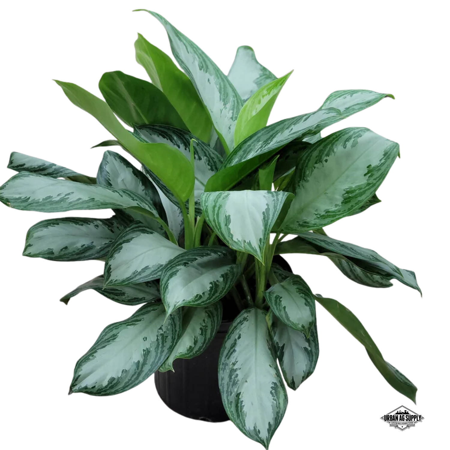 Chinese evergreen 'Silver Bay' (Aglaonema commutatum 'Silver Bay')