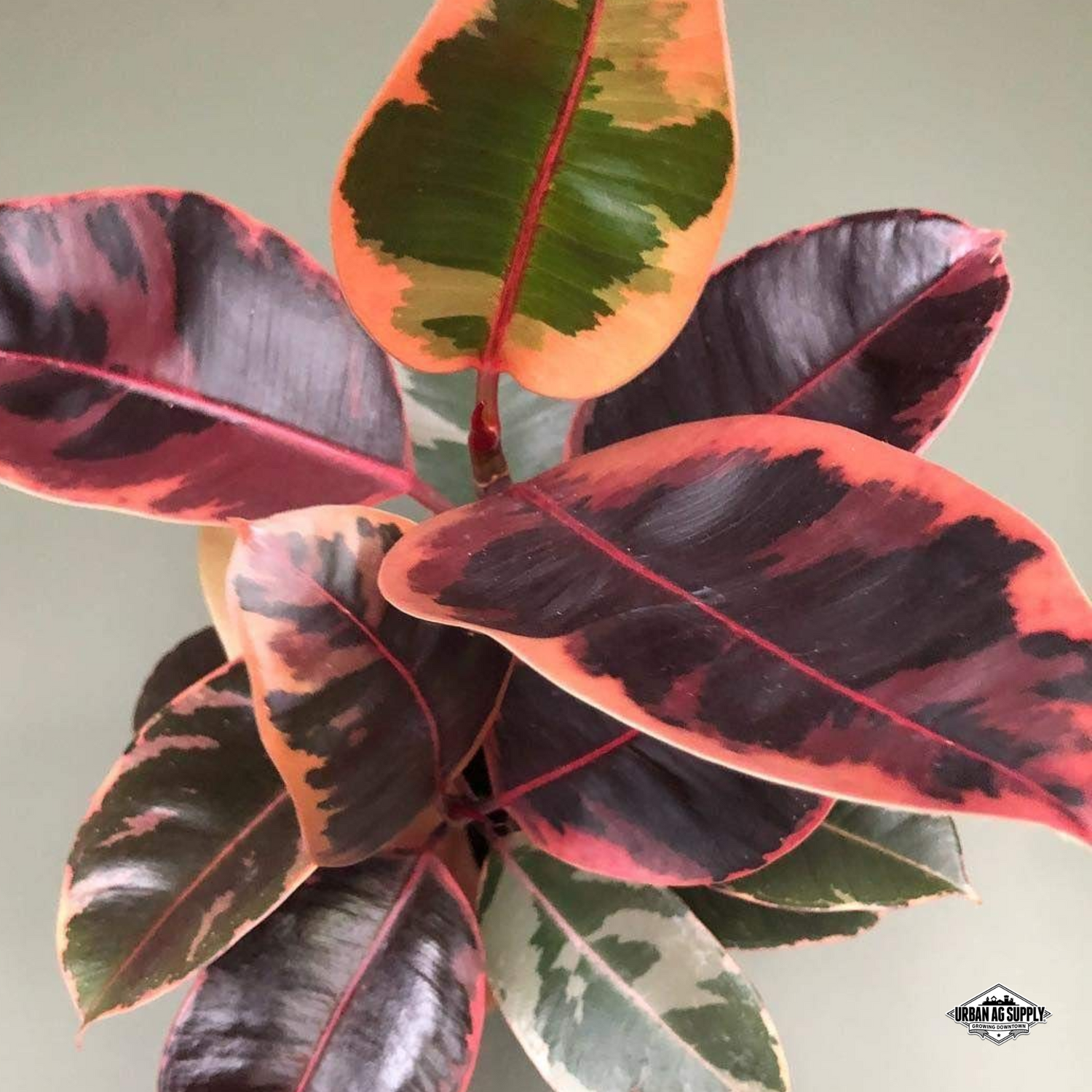 Ficus elastica 'Ruby/Belize' - RUBBER TREE