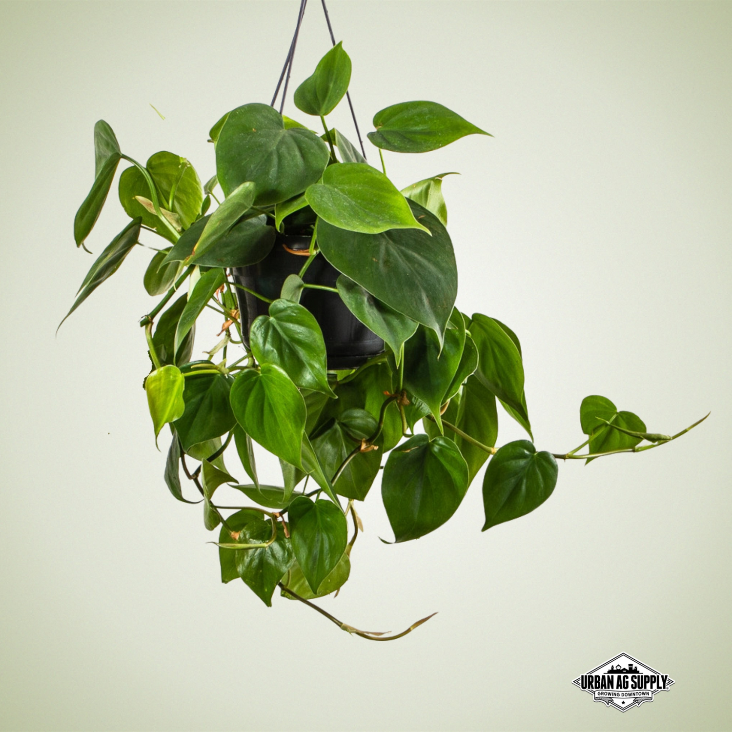 Philodendron scandens 'Oxycardium' - HEARTLEAF PHILODENDRON