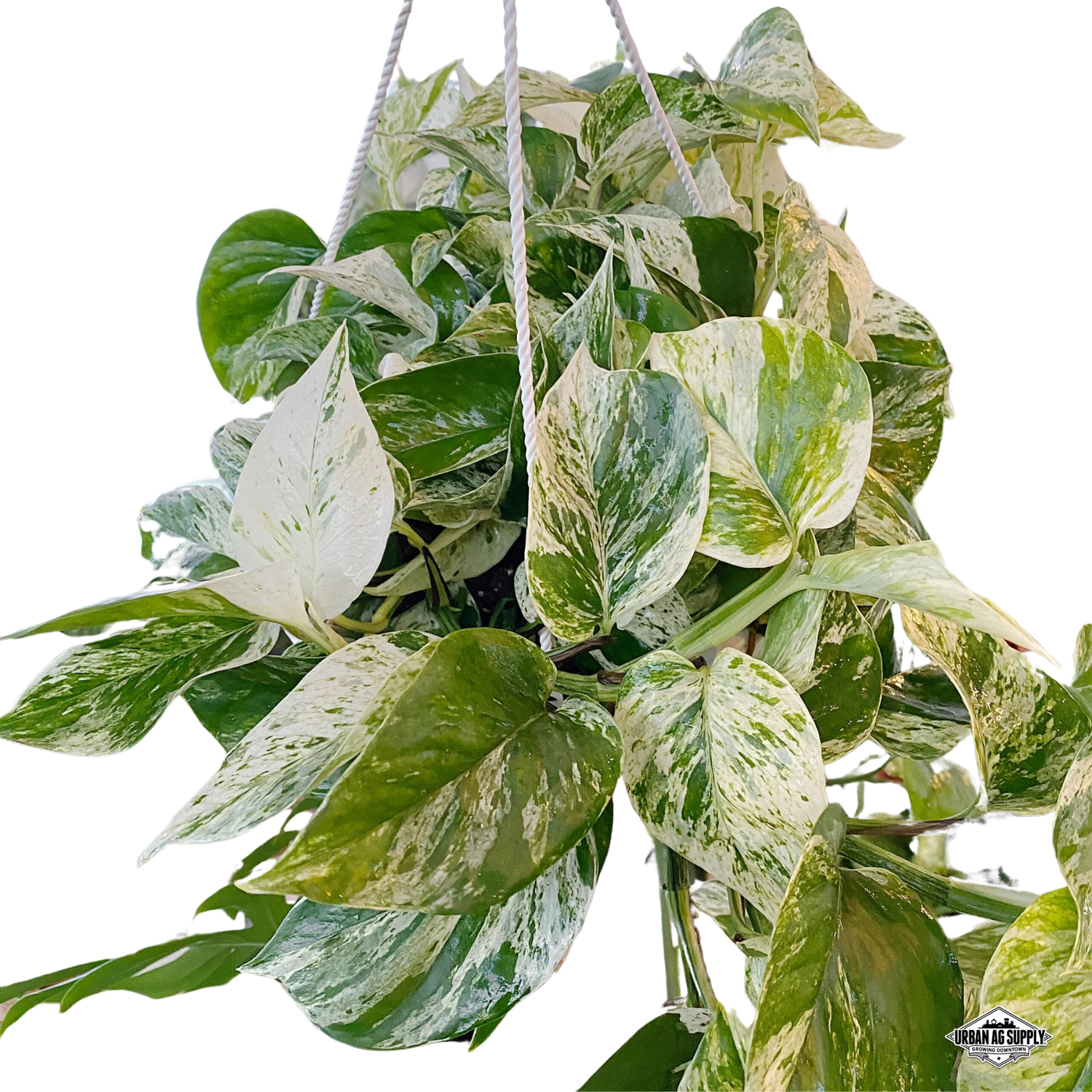 Marble Queen Pothos (Epipremnum Aureum)