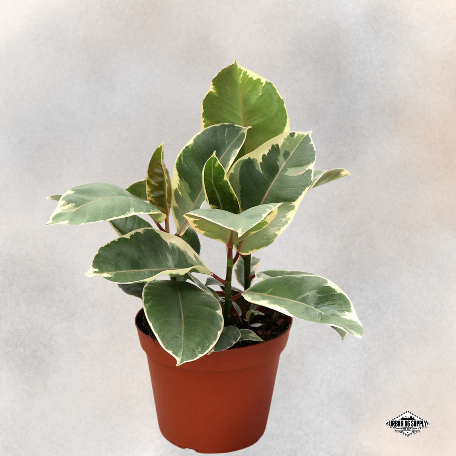 Ficus Elastica 'Tineke' - Variegated Rubber Plant Tineke