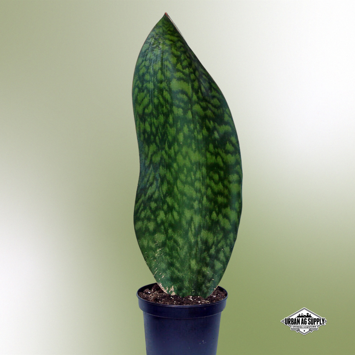 Snake Plant 'Whale Fin' (Sansevieria masoniana)