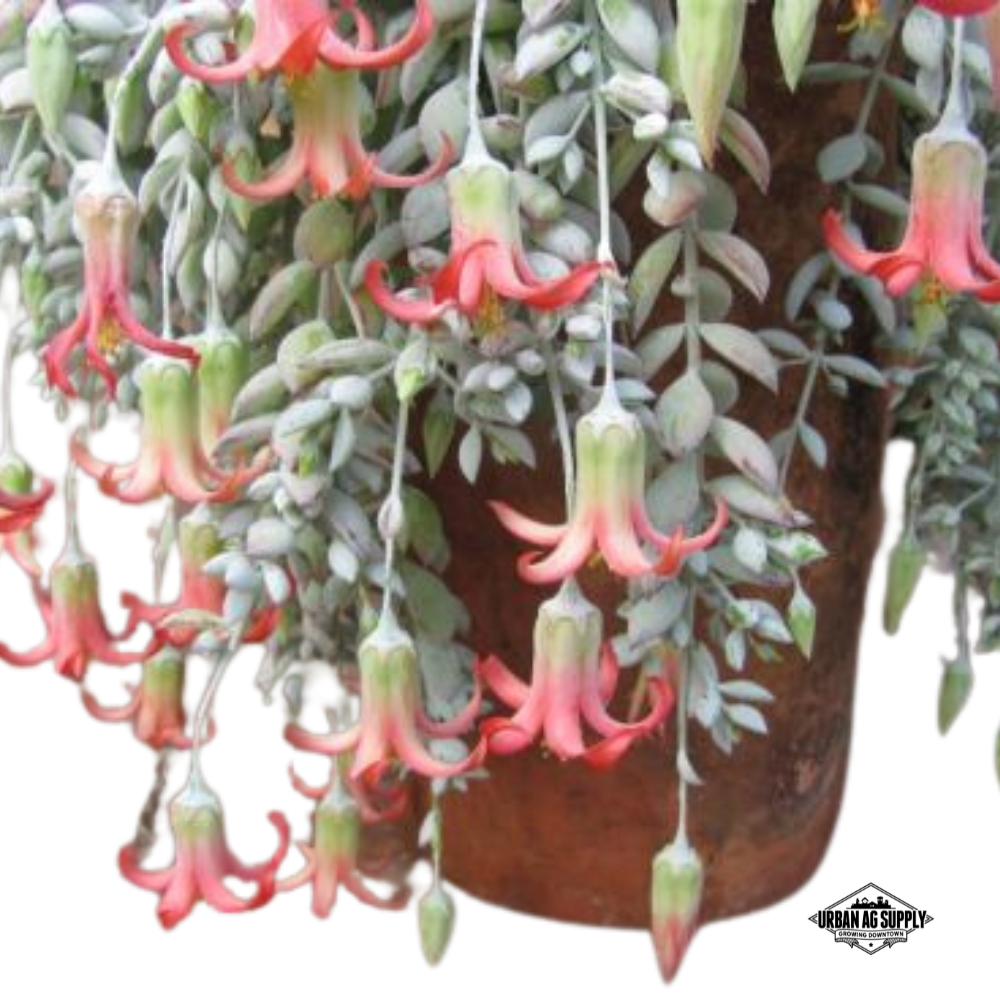 String of Tears (Cotyledon pendens)