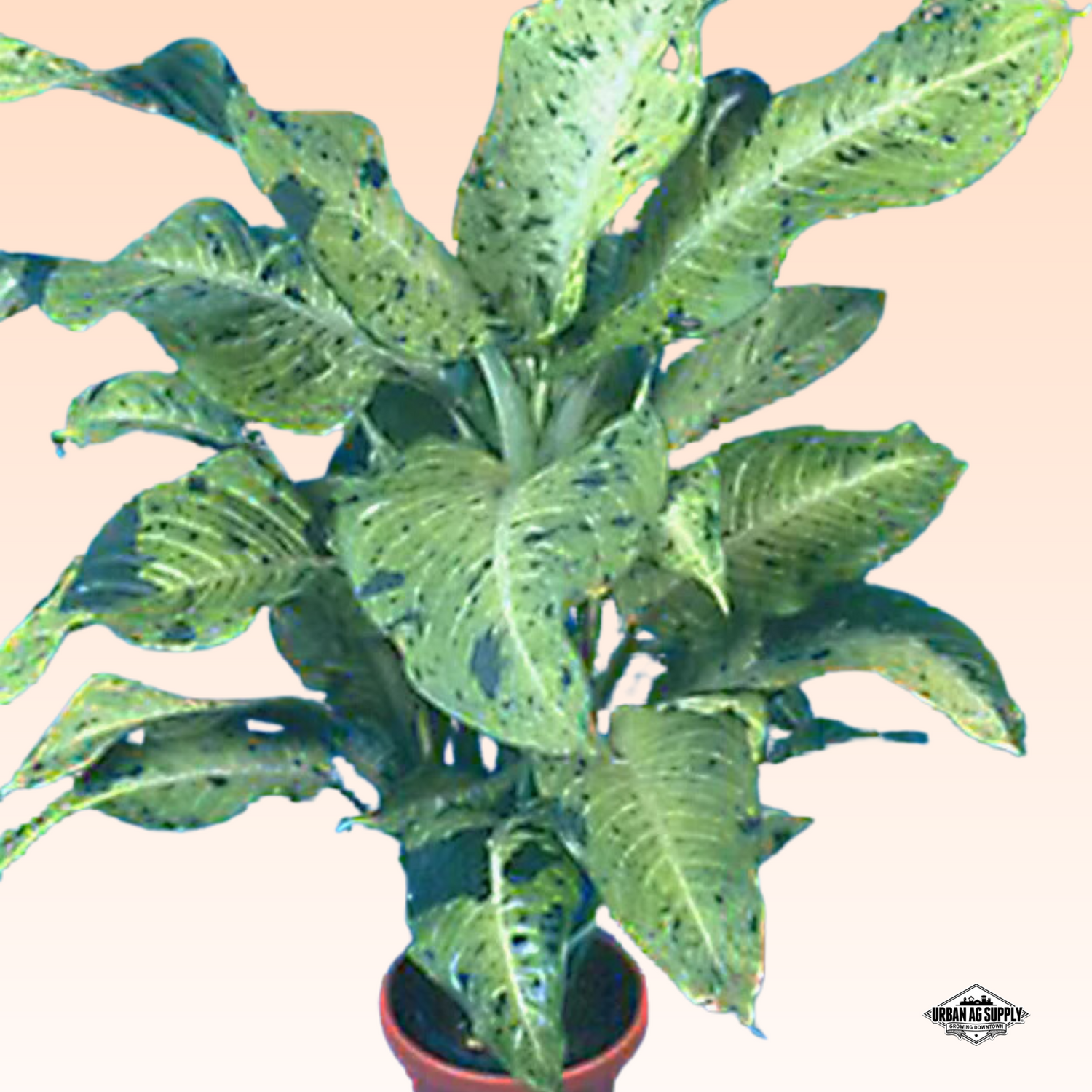 Dieffenbachia 'Camouflage'