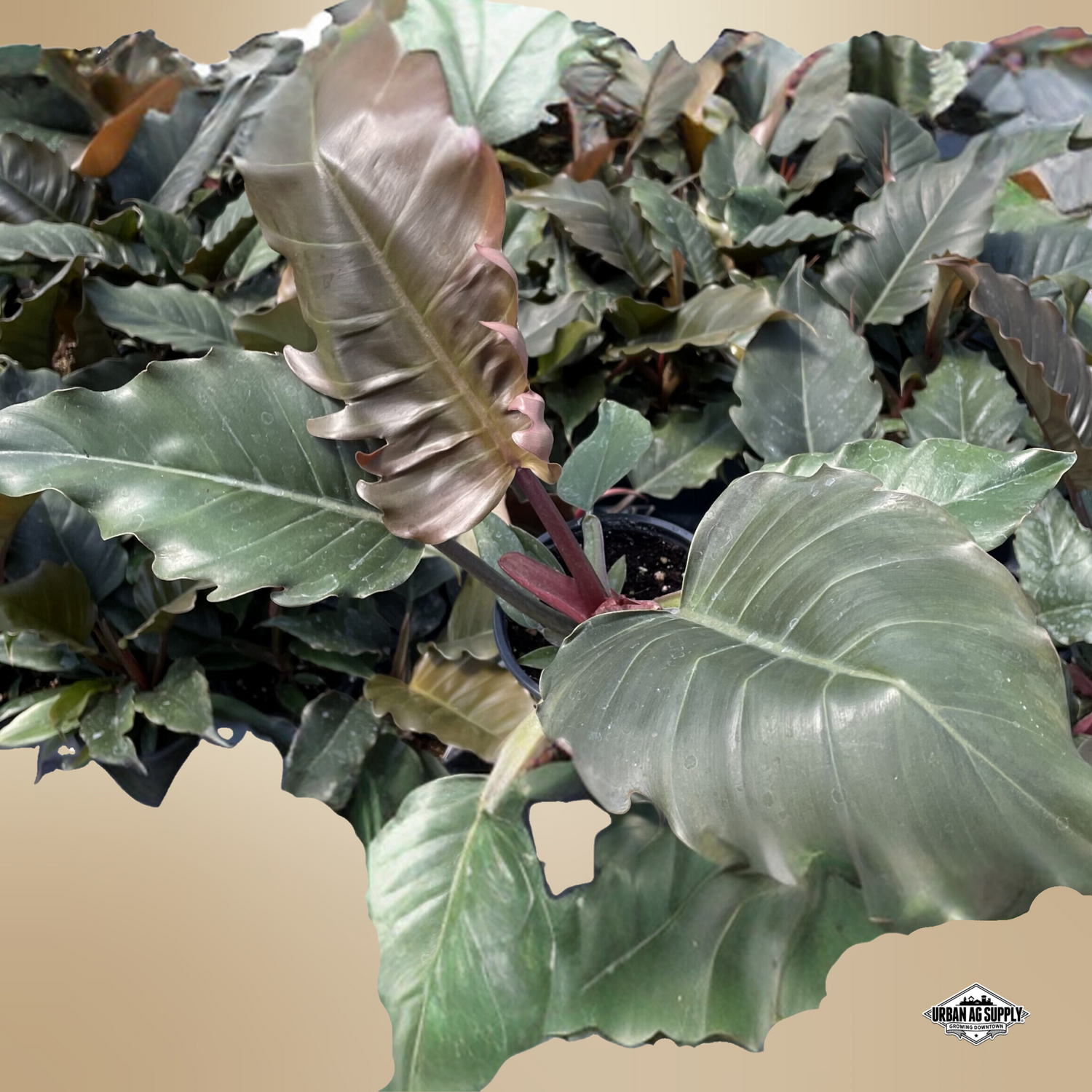 Philodendron 'Choco Empress' (Thaumatophyllum stenolobum)