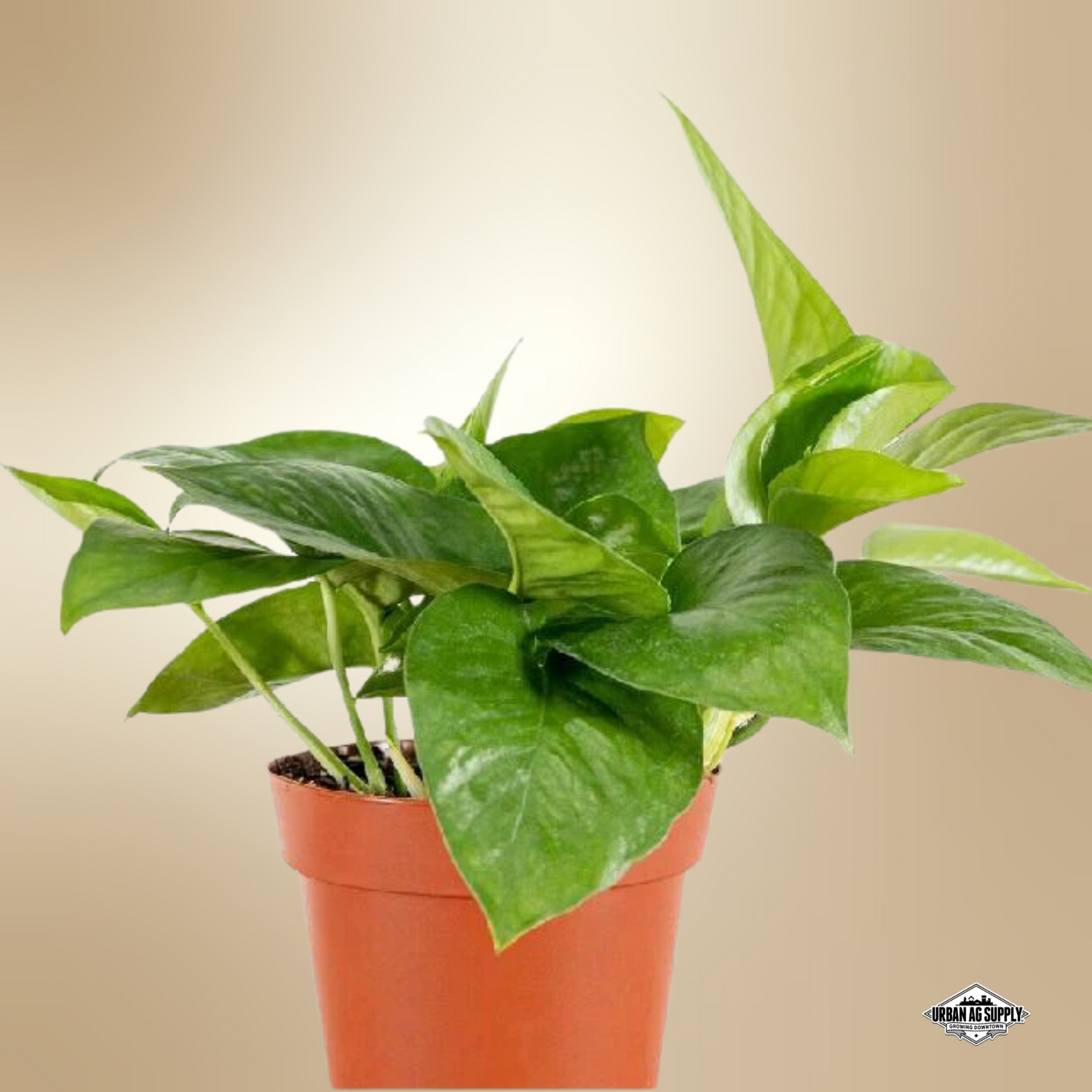 Pothos "Jade" (Epipremnum Aureum)