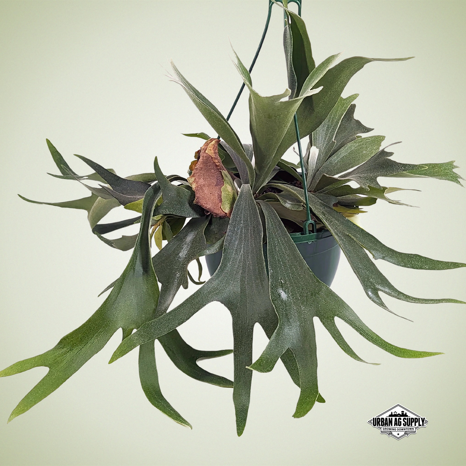 Staghorn Fern (platycerium bifurcatum)