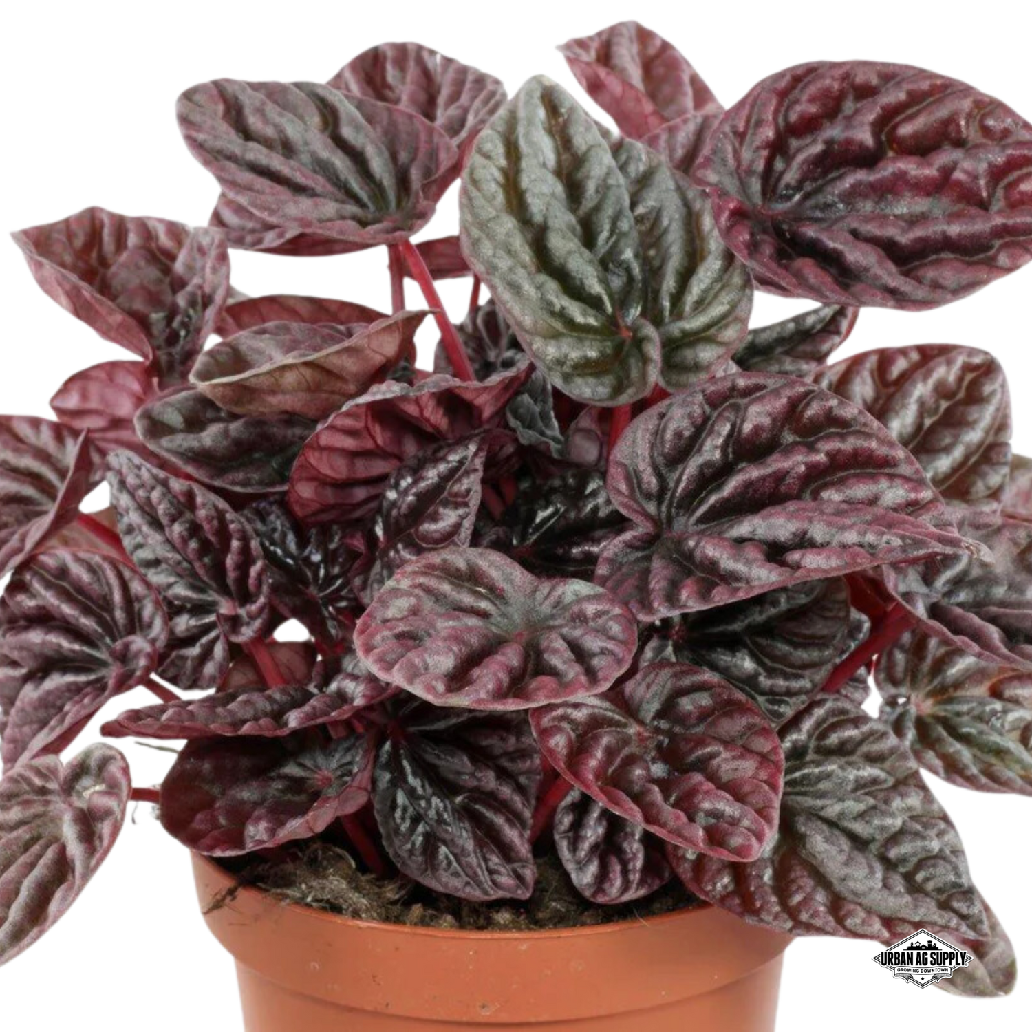 Peperomia 'Red Luna' (Peperomia caperata 'Red Luna')