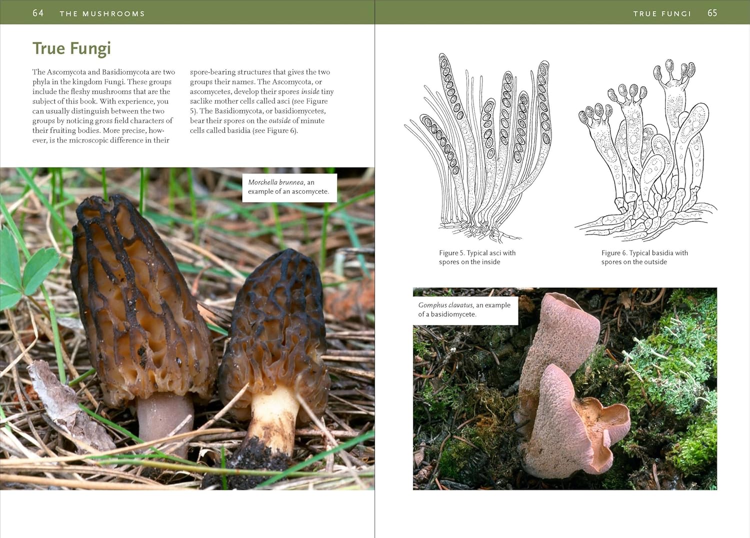 Mushrooms of the Rocky Mountain Region: Timber Press Field Guide