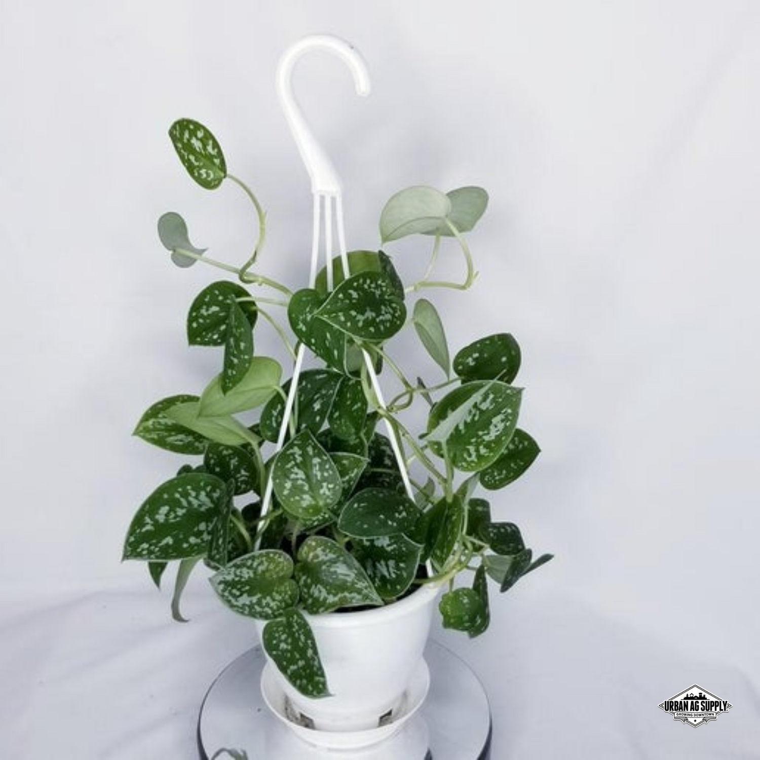 SILVER SPLASH POTHOS -Scindapsus pictus 'Exotica'