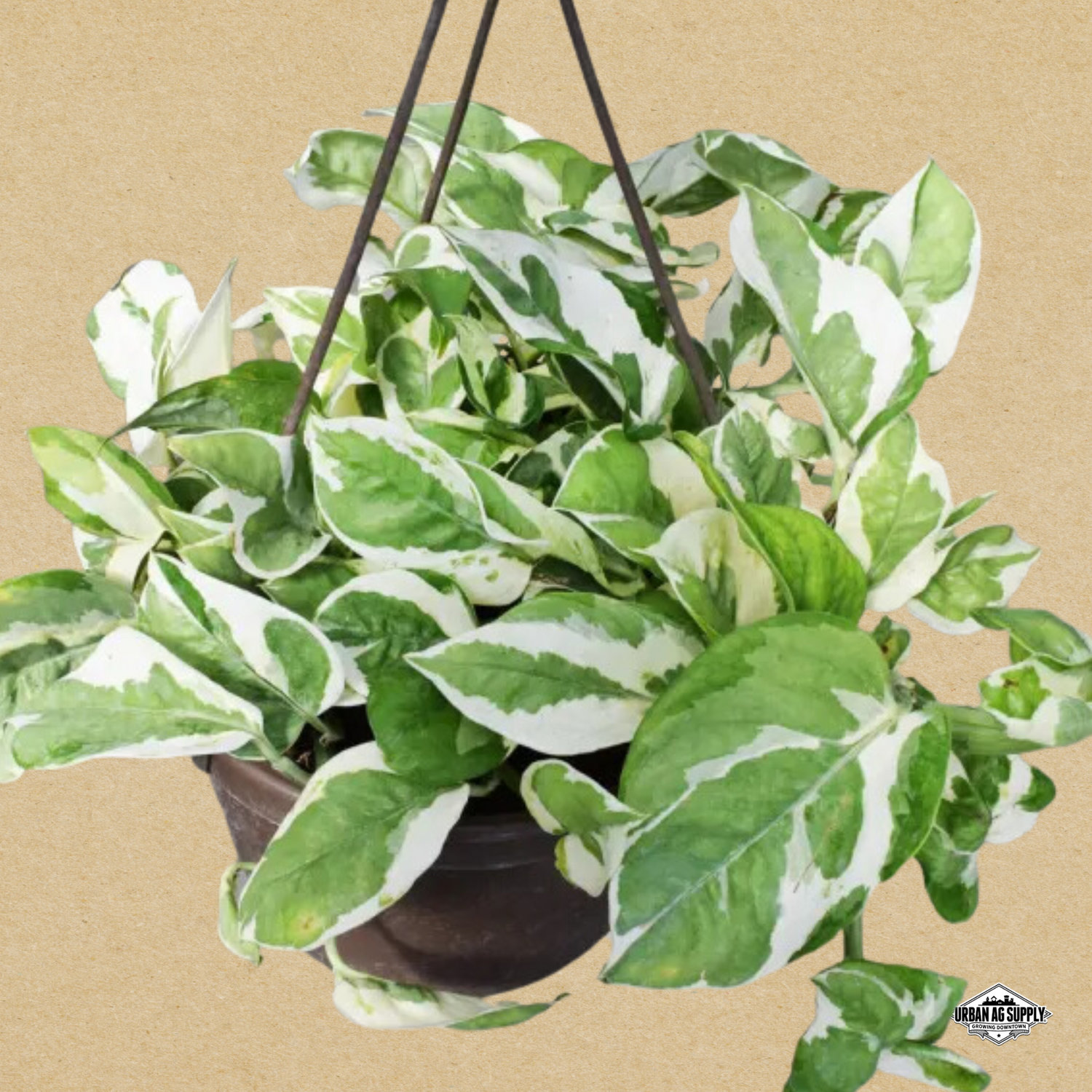 Pearls and Jade Pothos (Epipremnum Aureum ‘Pearls and Jade’)