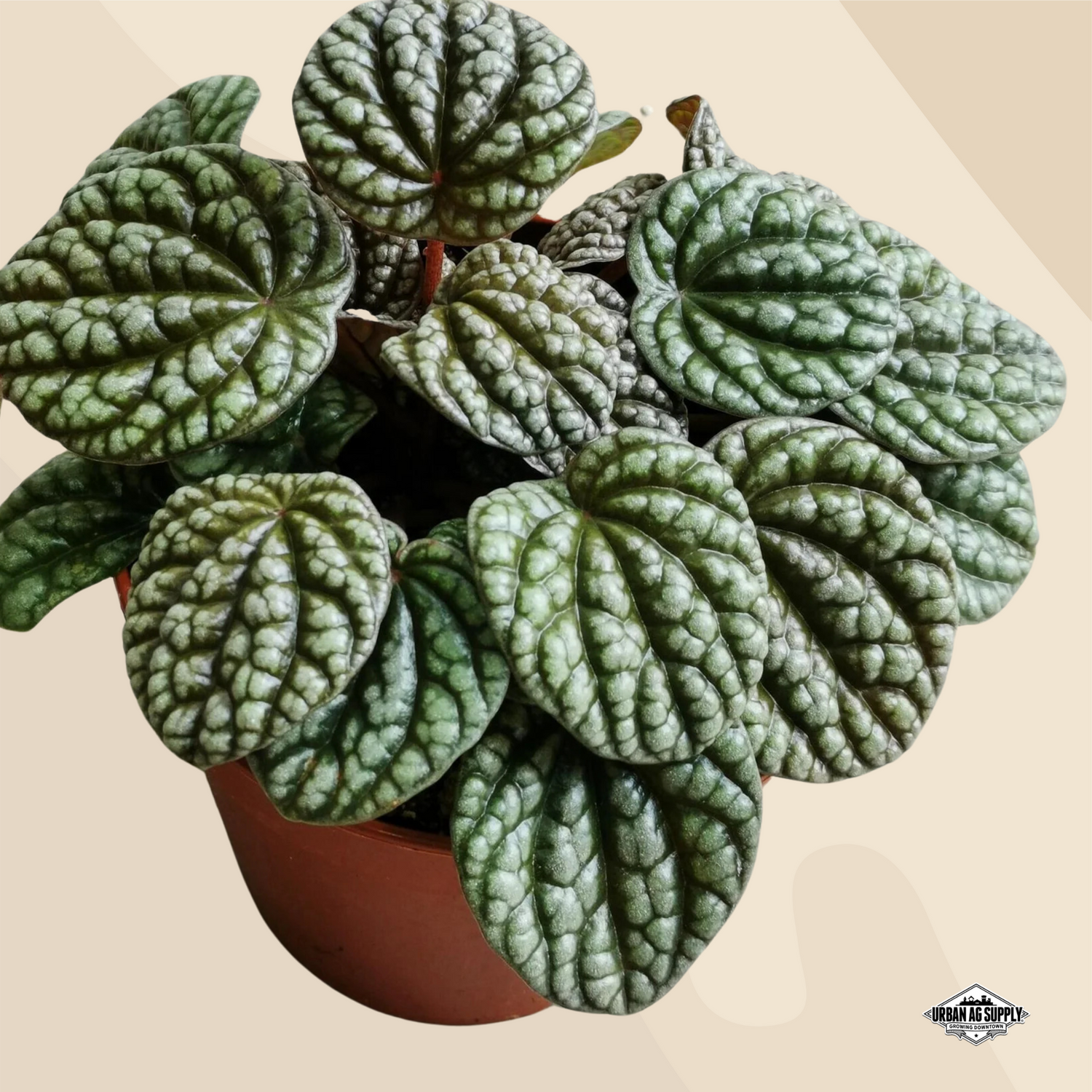 Peperomia 'Burbella' (Peperomia caperata 'Burbella')