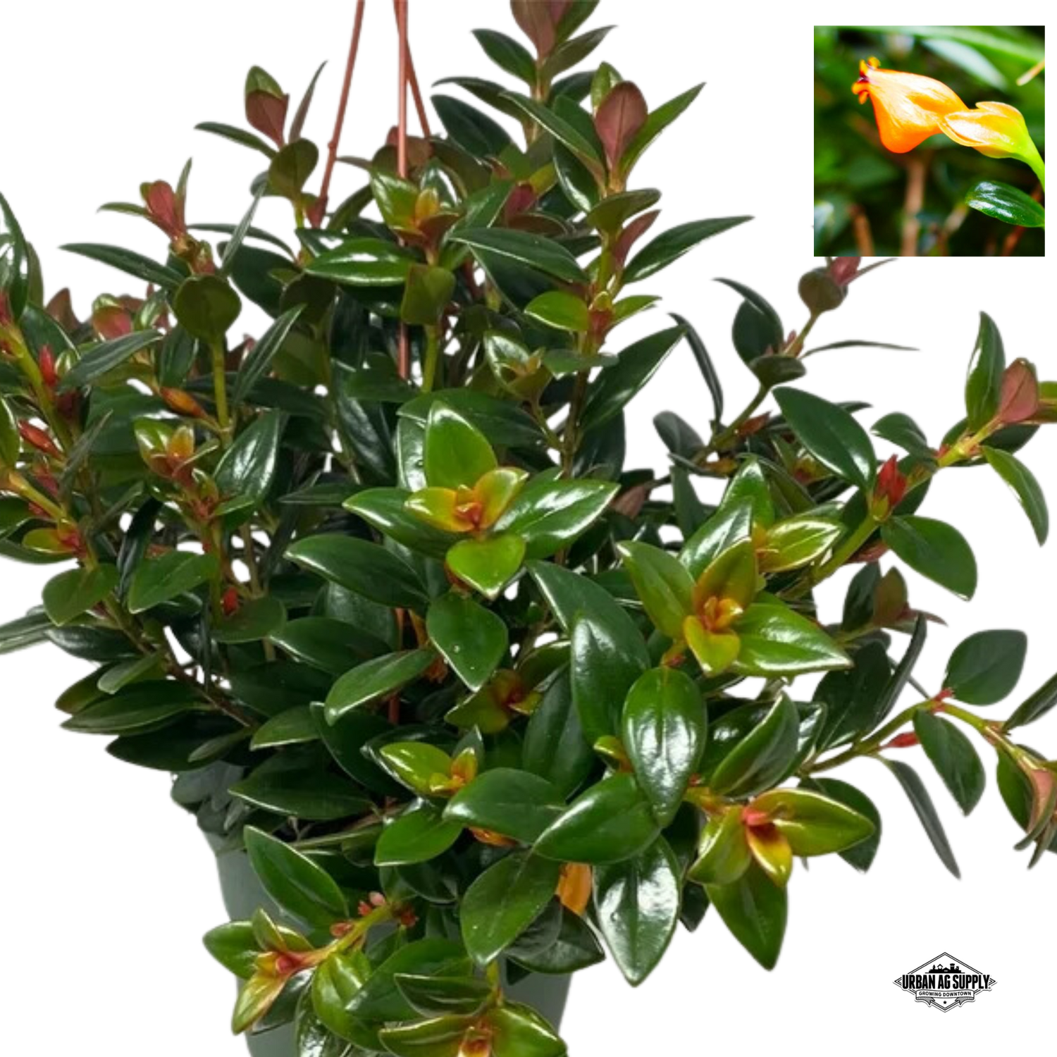 Goldfish Plant (Nematanthus 'gregarius')