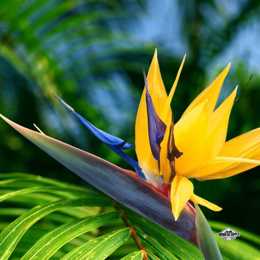 Bird of Paradise "Yellow" (Strelitzia reginae)