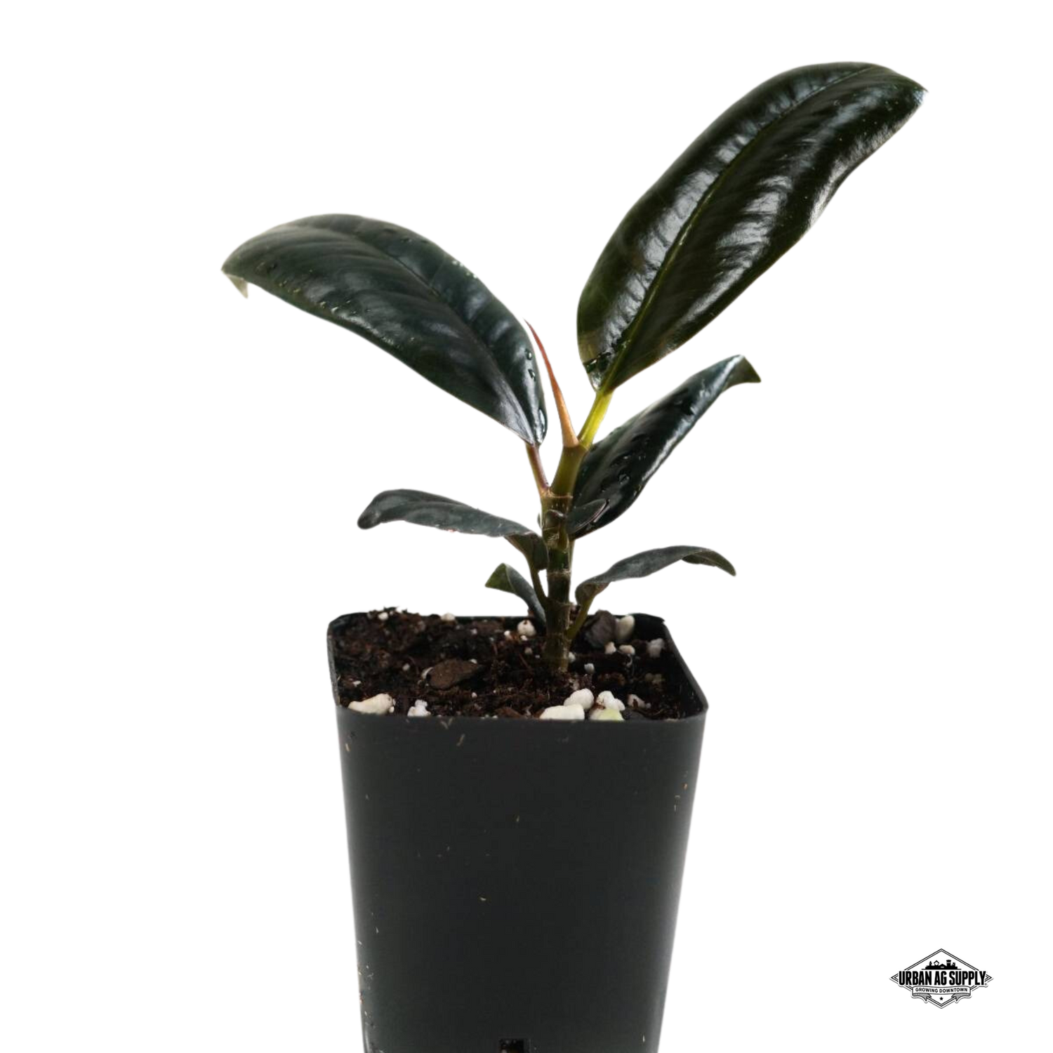 Burgundy Rubber Tree - Ficus Elastica ‘Burgundy’