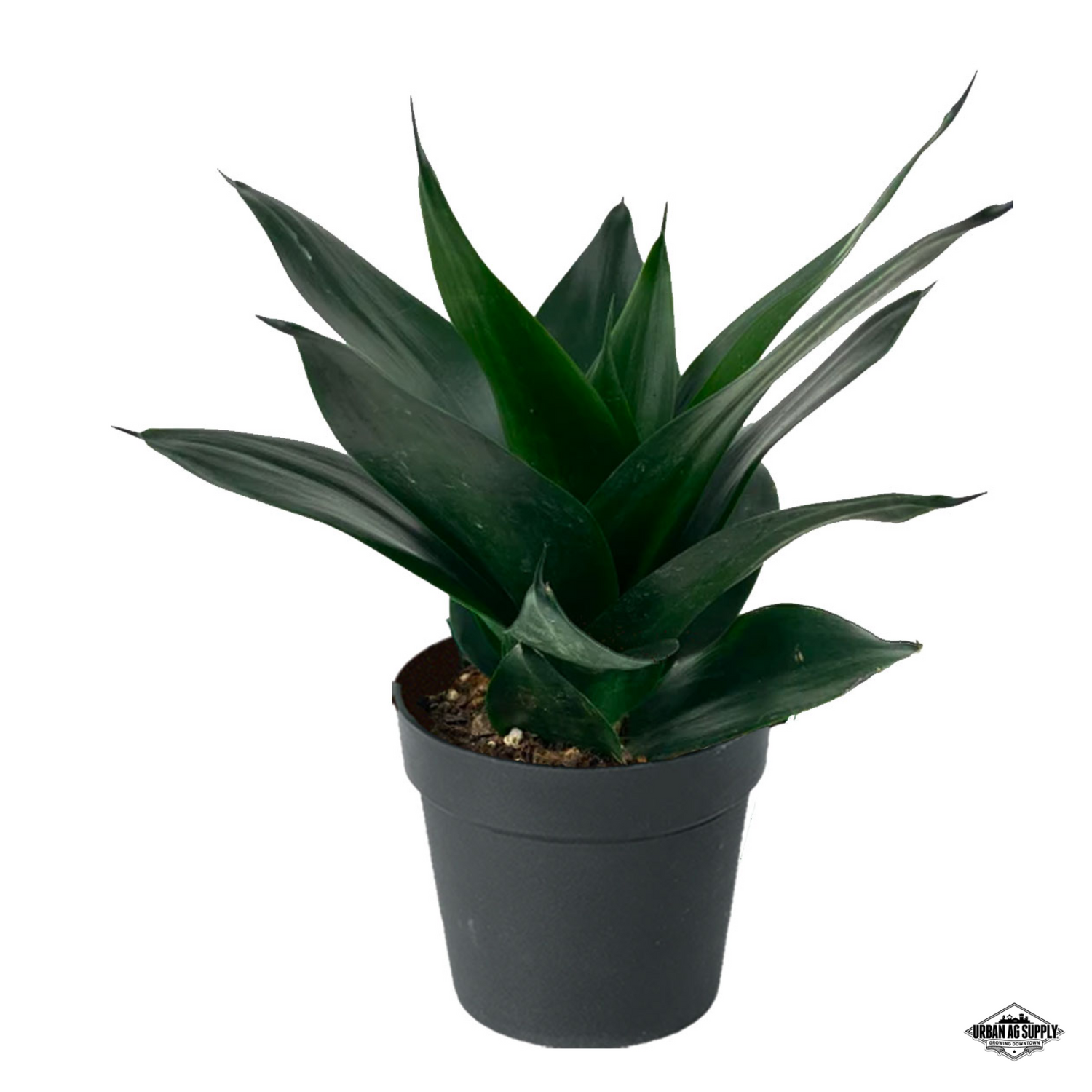 Black Jade Snake Plant (sanseveria trifasciata 'Black Jade')