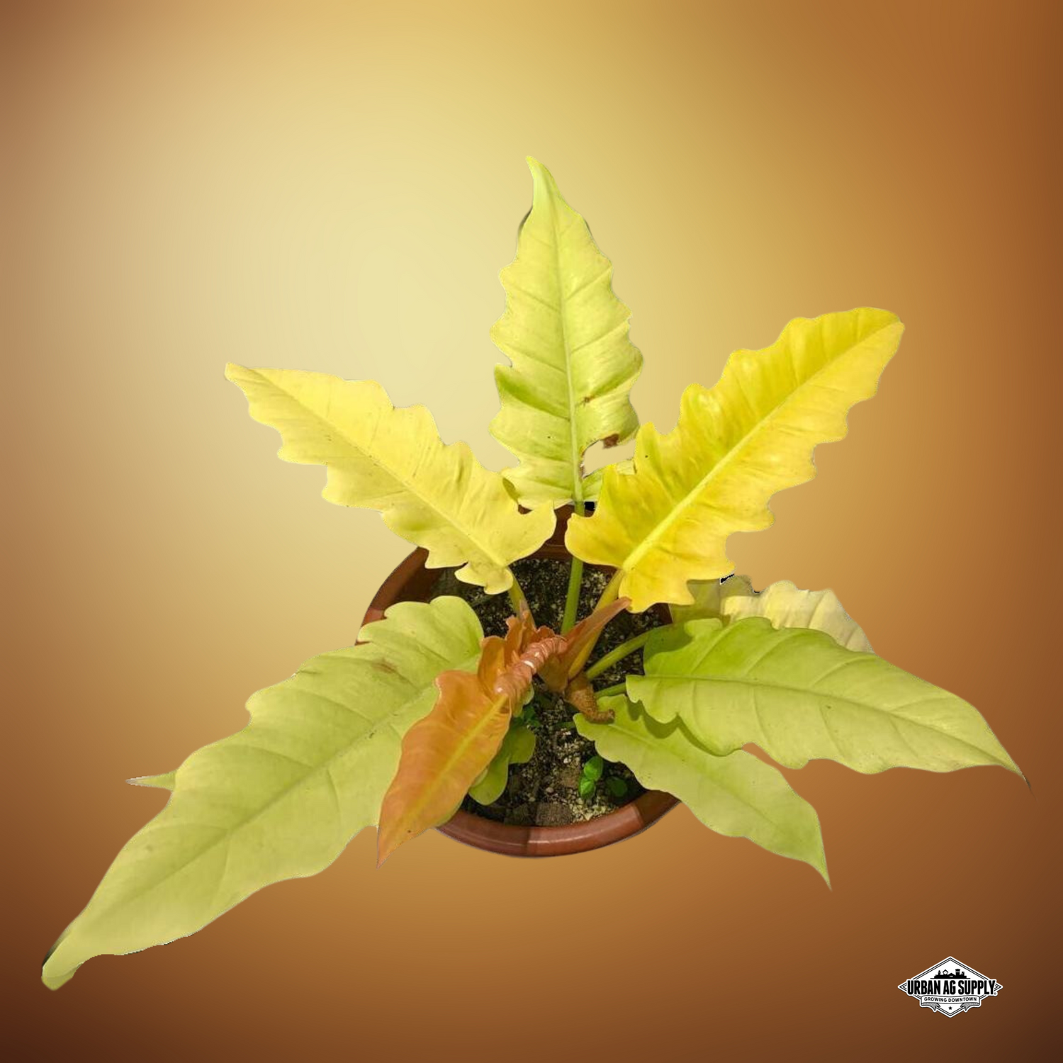 Philodendron 'Ring Of Fire Gold'