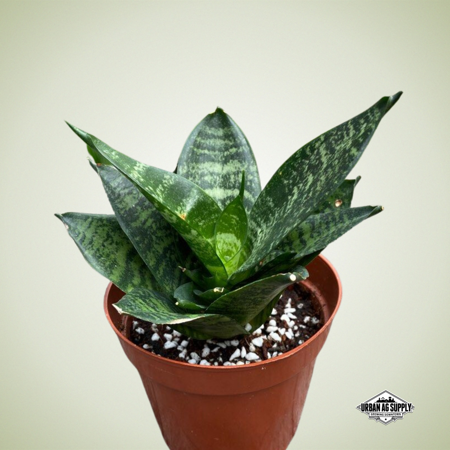 Snake Plant ‘Robusta’ (Sanseveria ‘Robusta’)