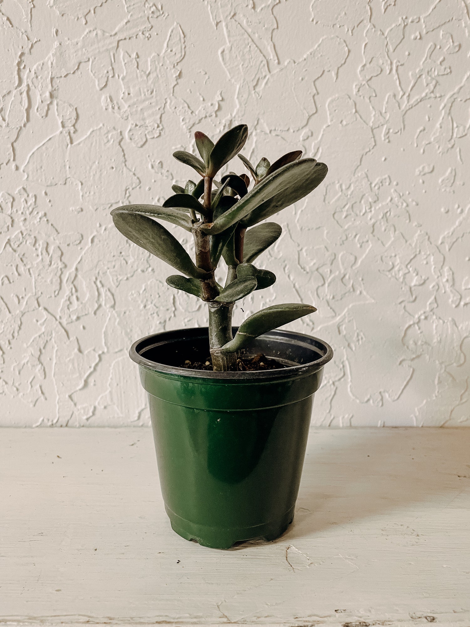 Jade Plant (Crassula ovata)