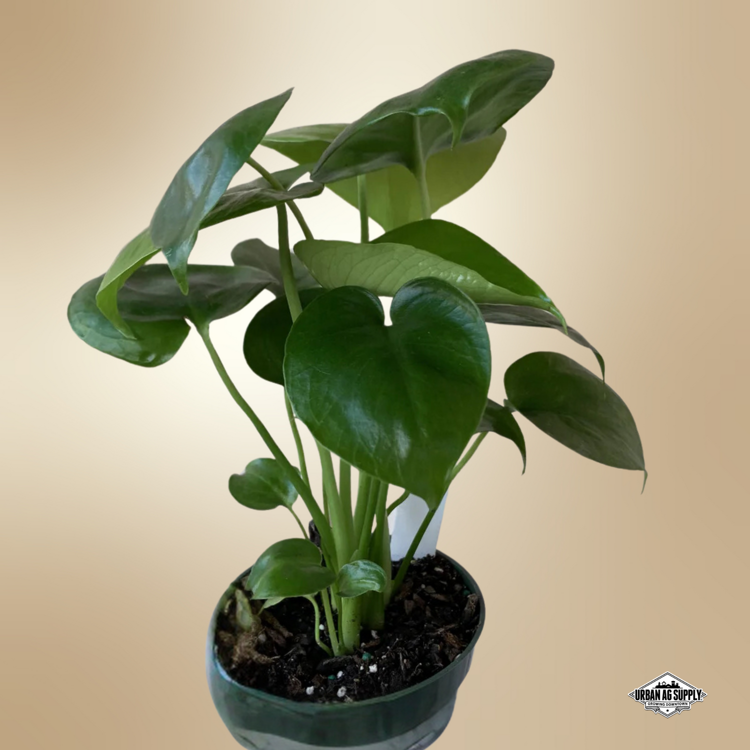 Swiss Cheese Plant (Monstera deliciosa)