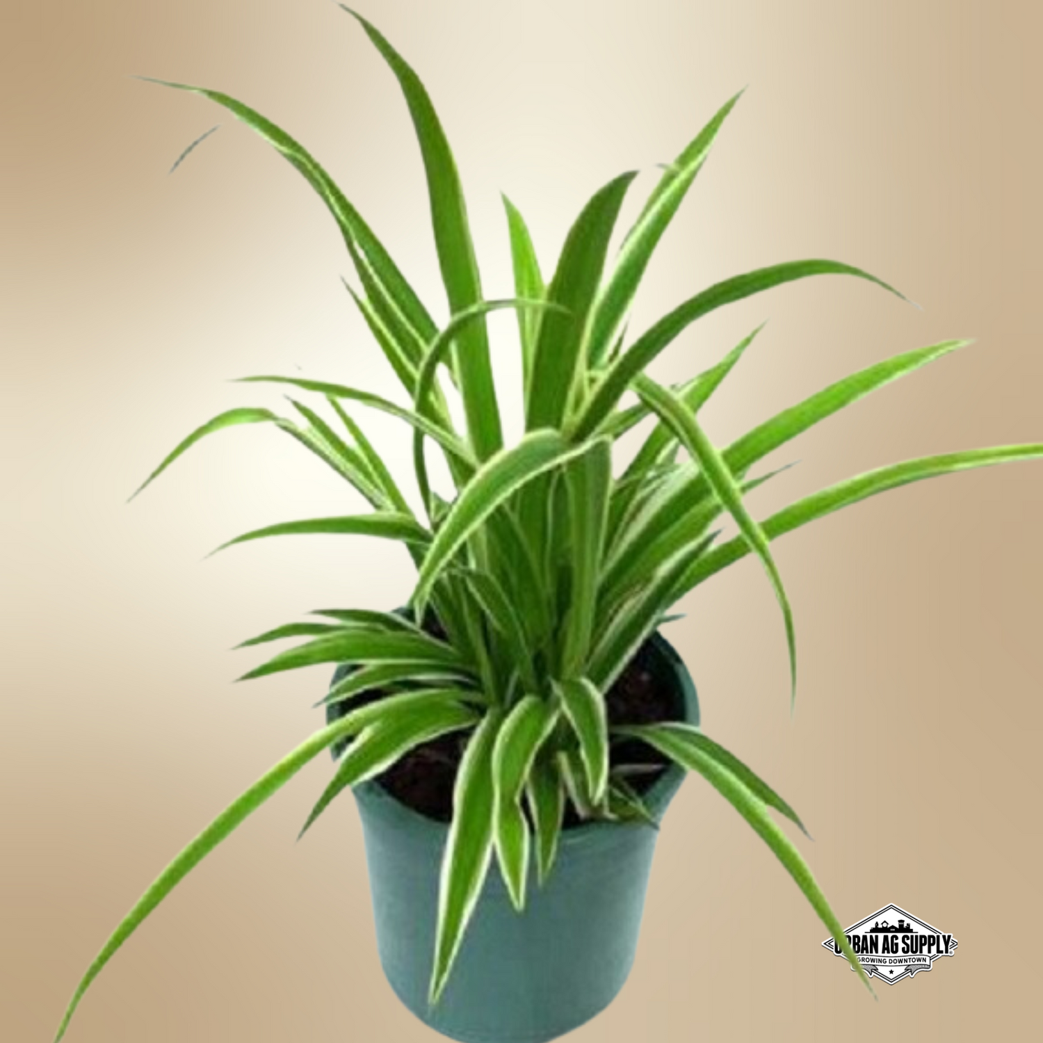 Spider Plant (Chlorophytum Comosum)