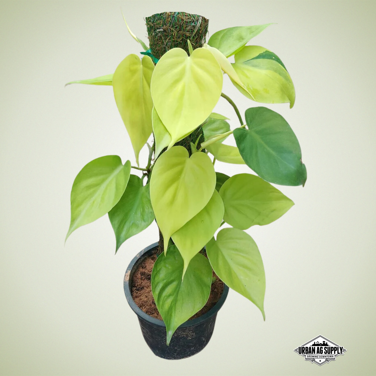 Philodendron Lemon Lime