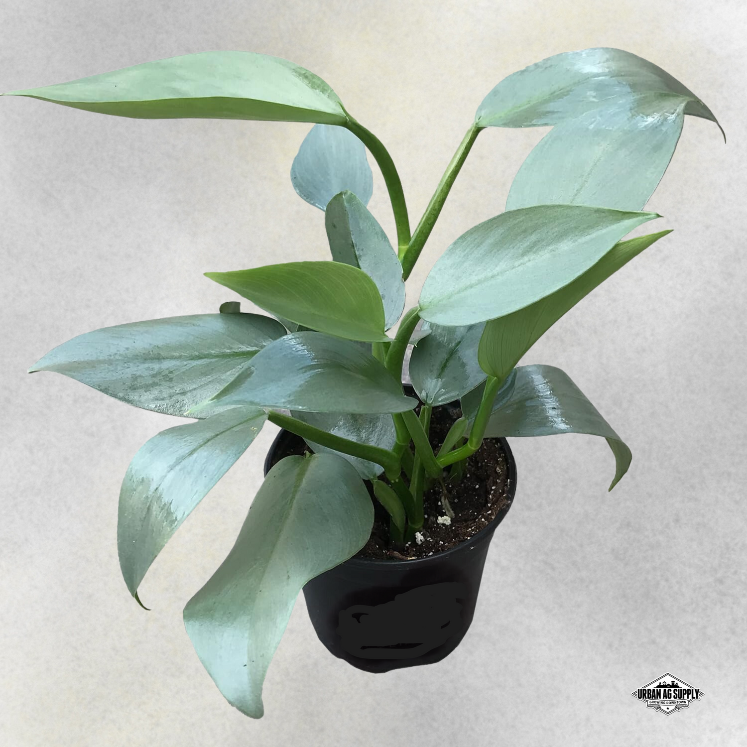 Philodendron 'Silver Sword' (Philodendron Hastatum 'Grey')