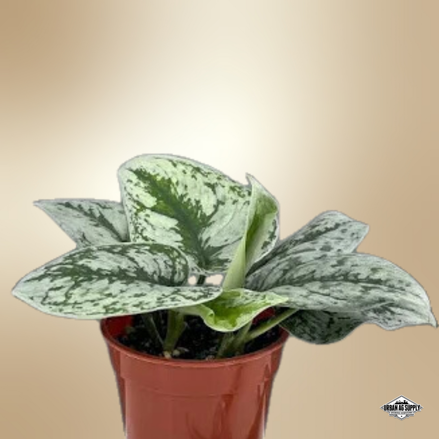 SILVER SPLASH POTHOS -Scindapsus pictus 'Exotica'