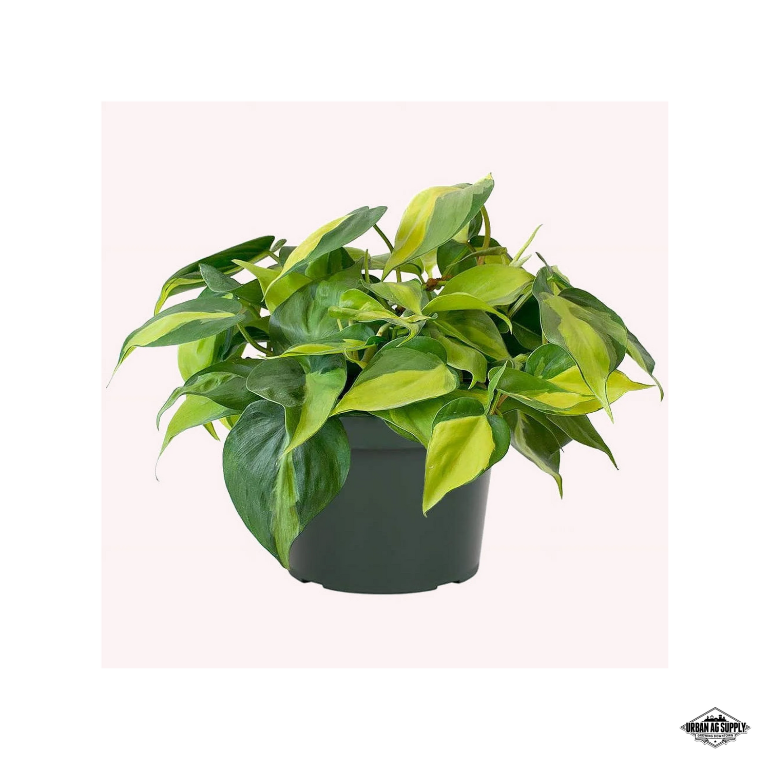 Brasil Varigated Philodendron (Philodendron ‘Brasil’)