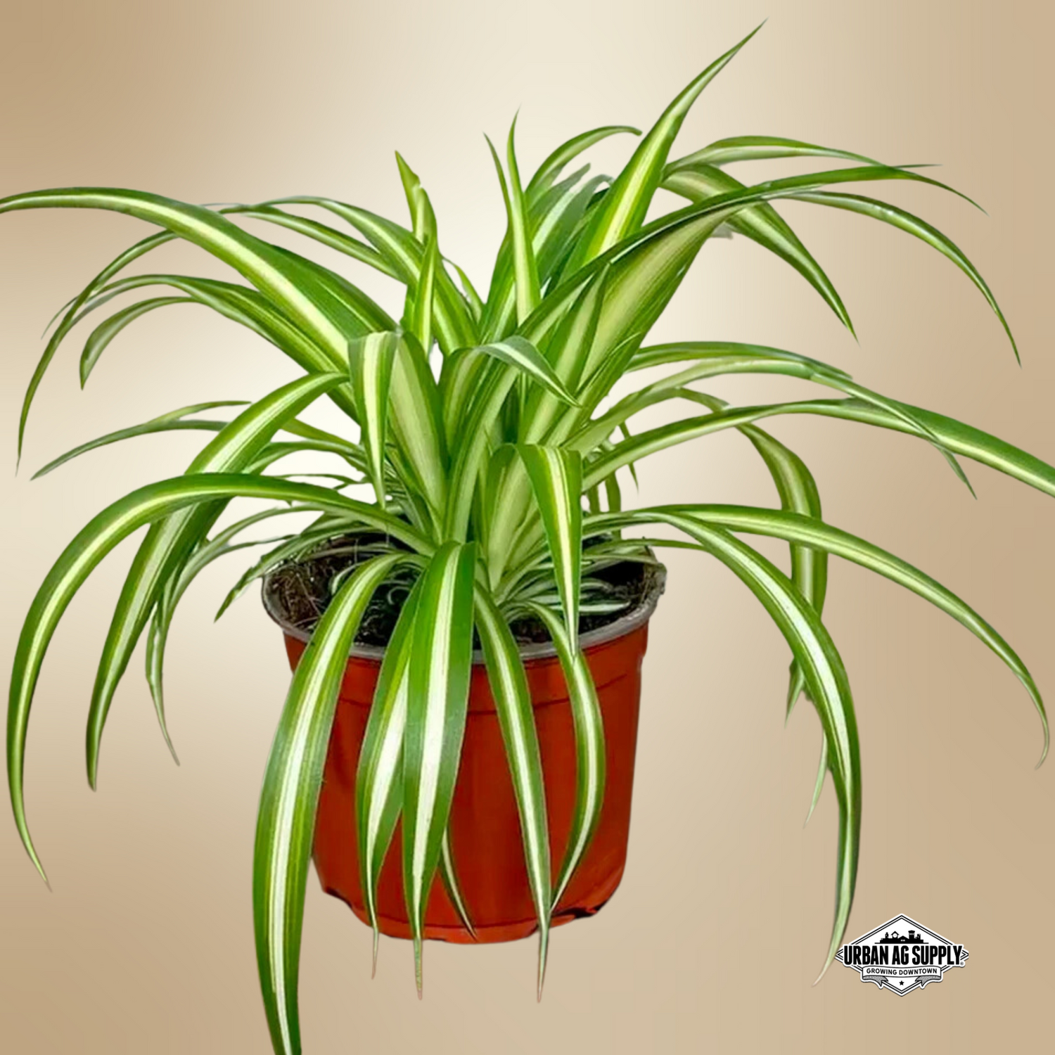 Spider Plant (Chlorophytum Comosum)