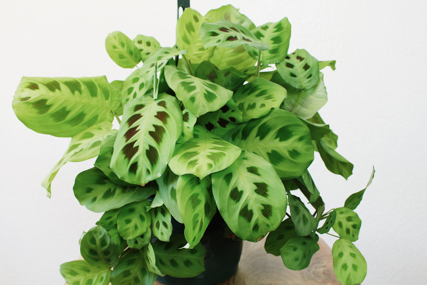 Prayer Plant (Maranta Leuconeura)