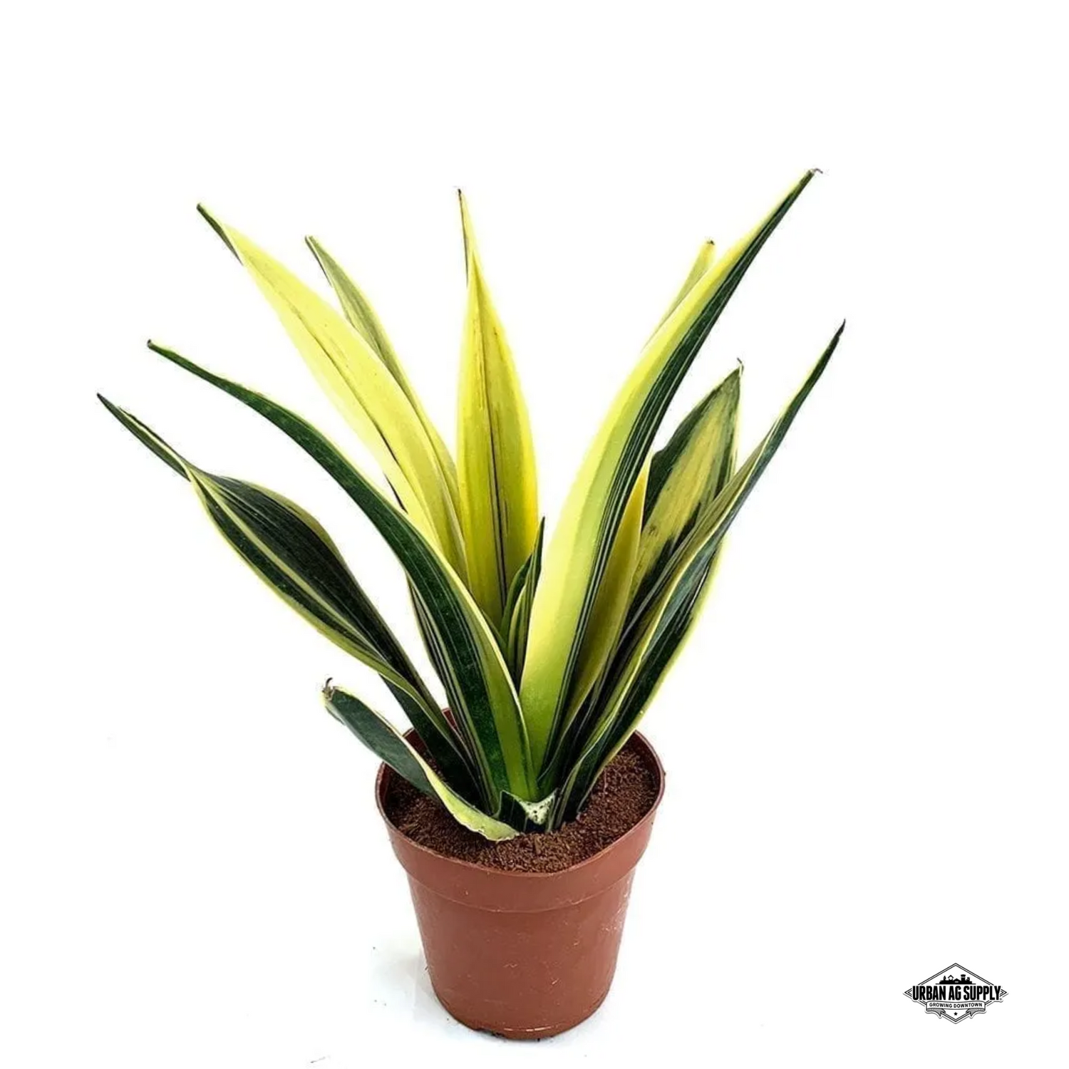 Golden Flame Snake Plant (sanseveria trifasciata)