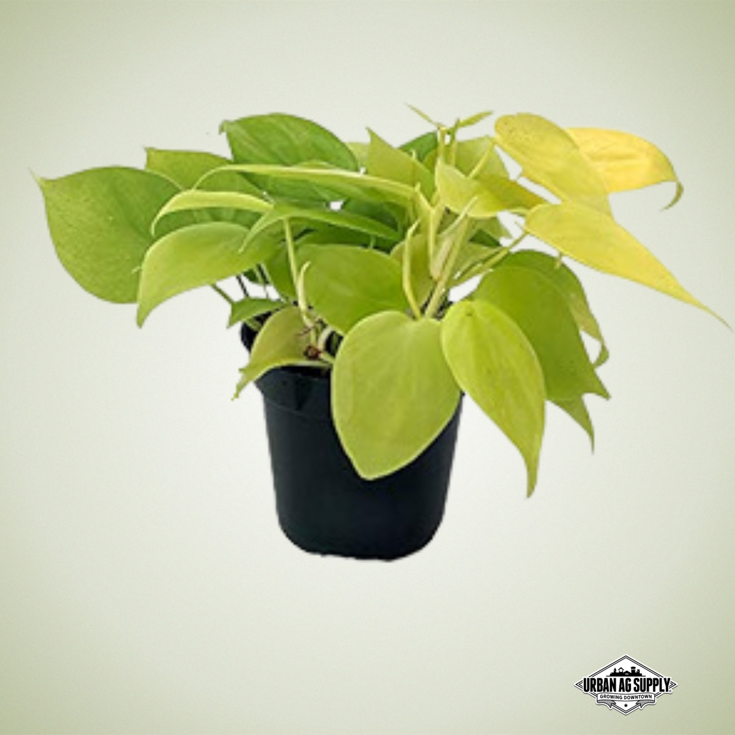 Philodendron Lemon Lime