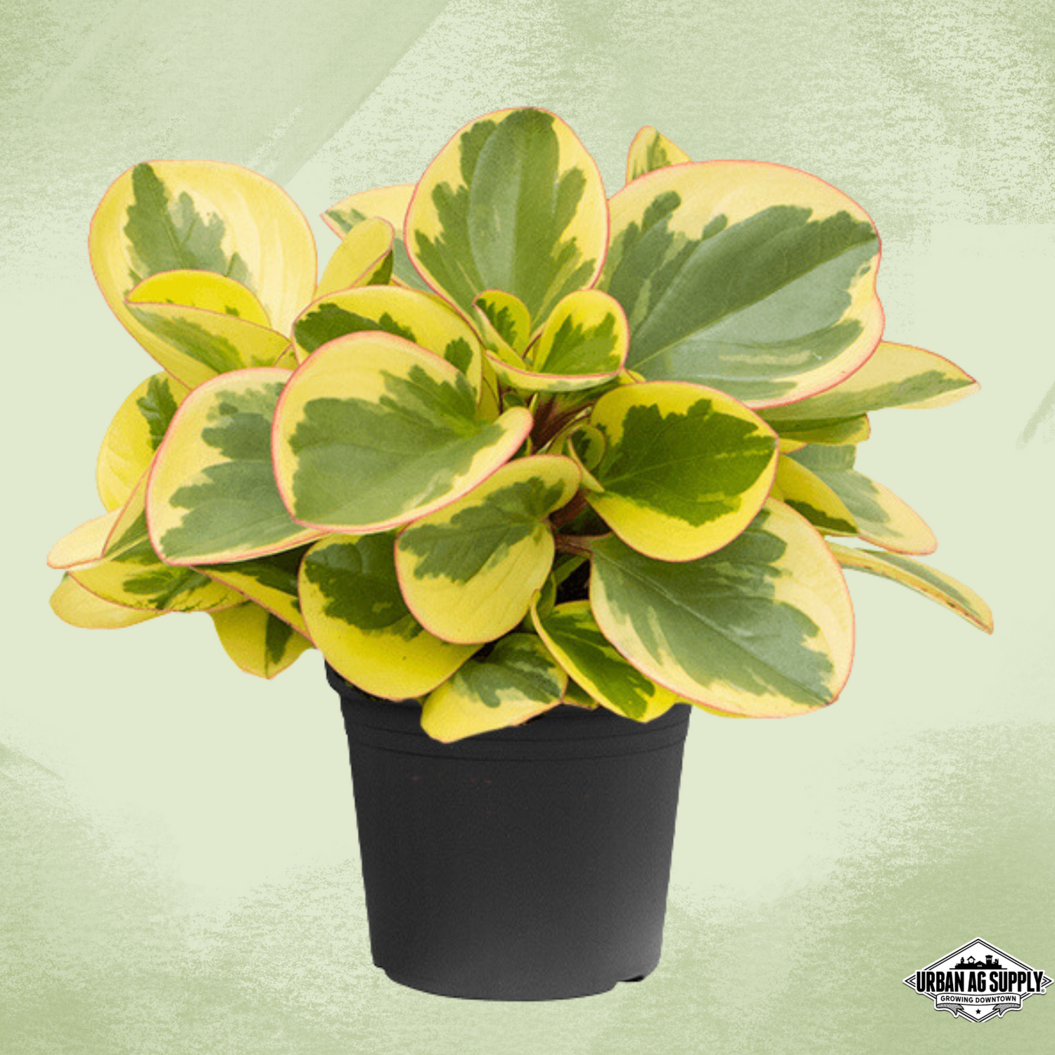 Peperomia Obtipan 'Citrus Twist'