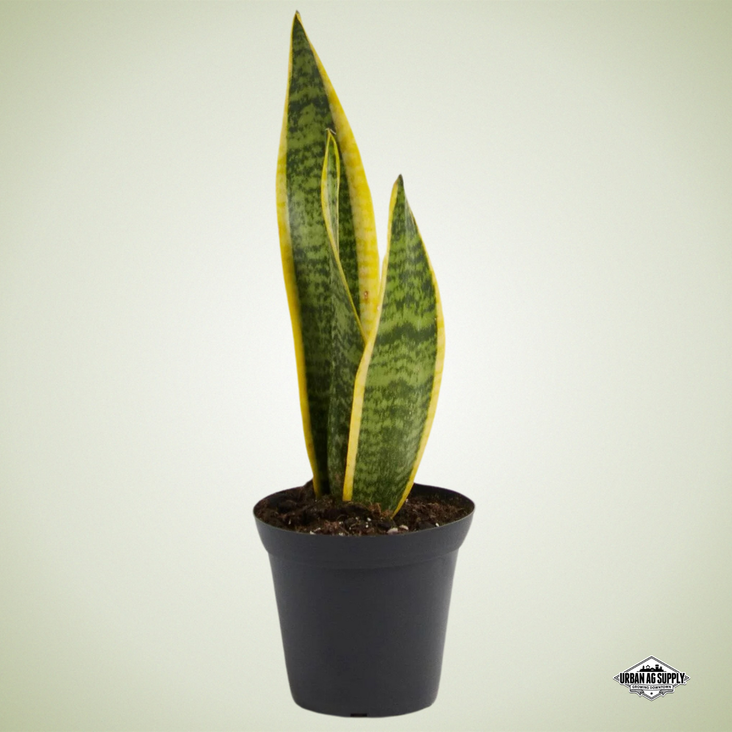 Variegated Snake Plant (sanseveria trifasciata ‘Laurentii')