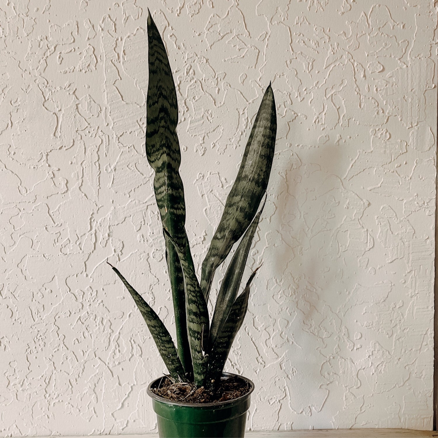 Black Coral Snake Plant (sanseveria trifasciata)