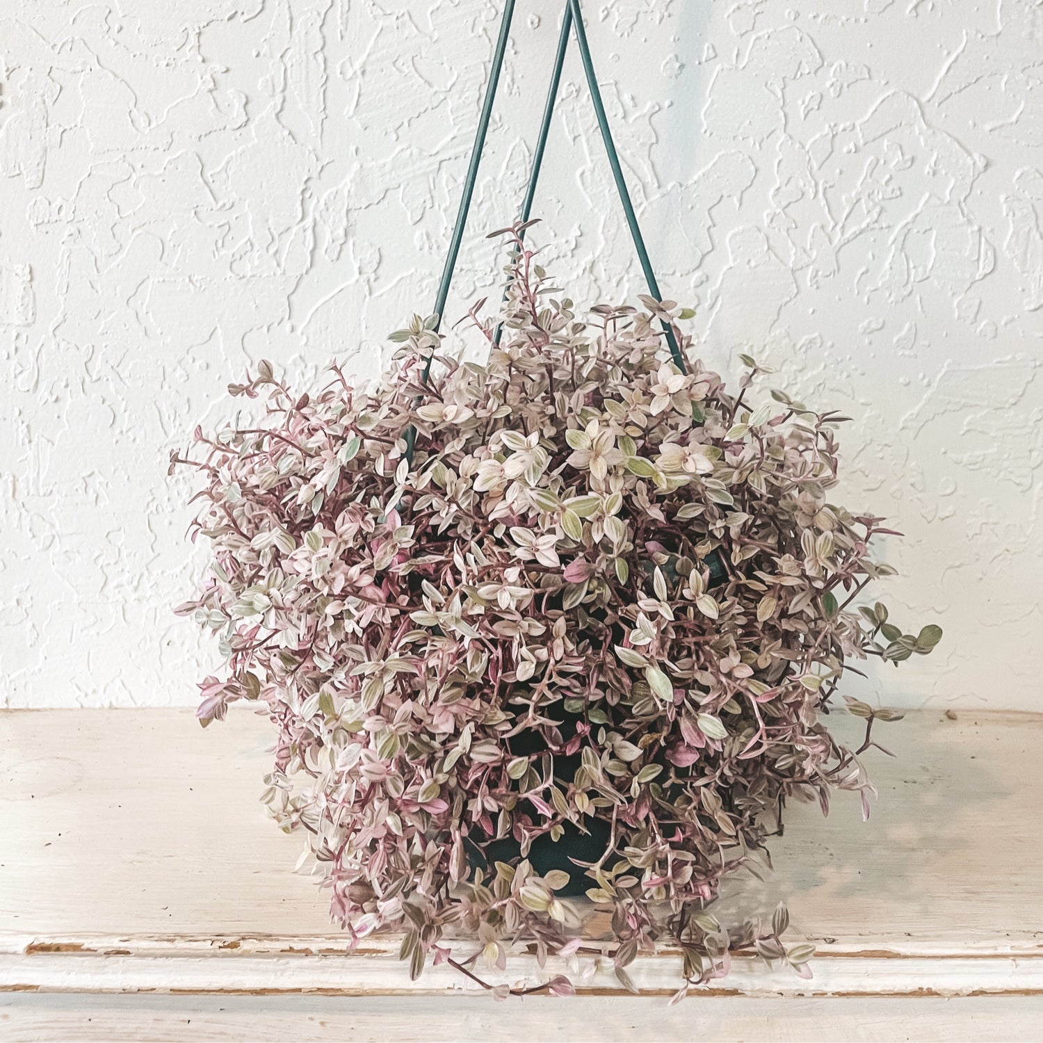 TURTLE VINE 'Pink Panther' (Callisia repens)