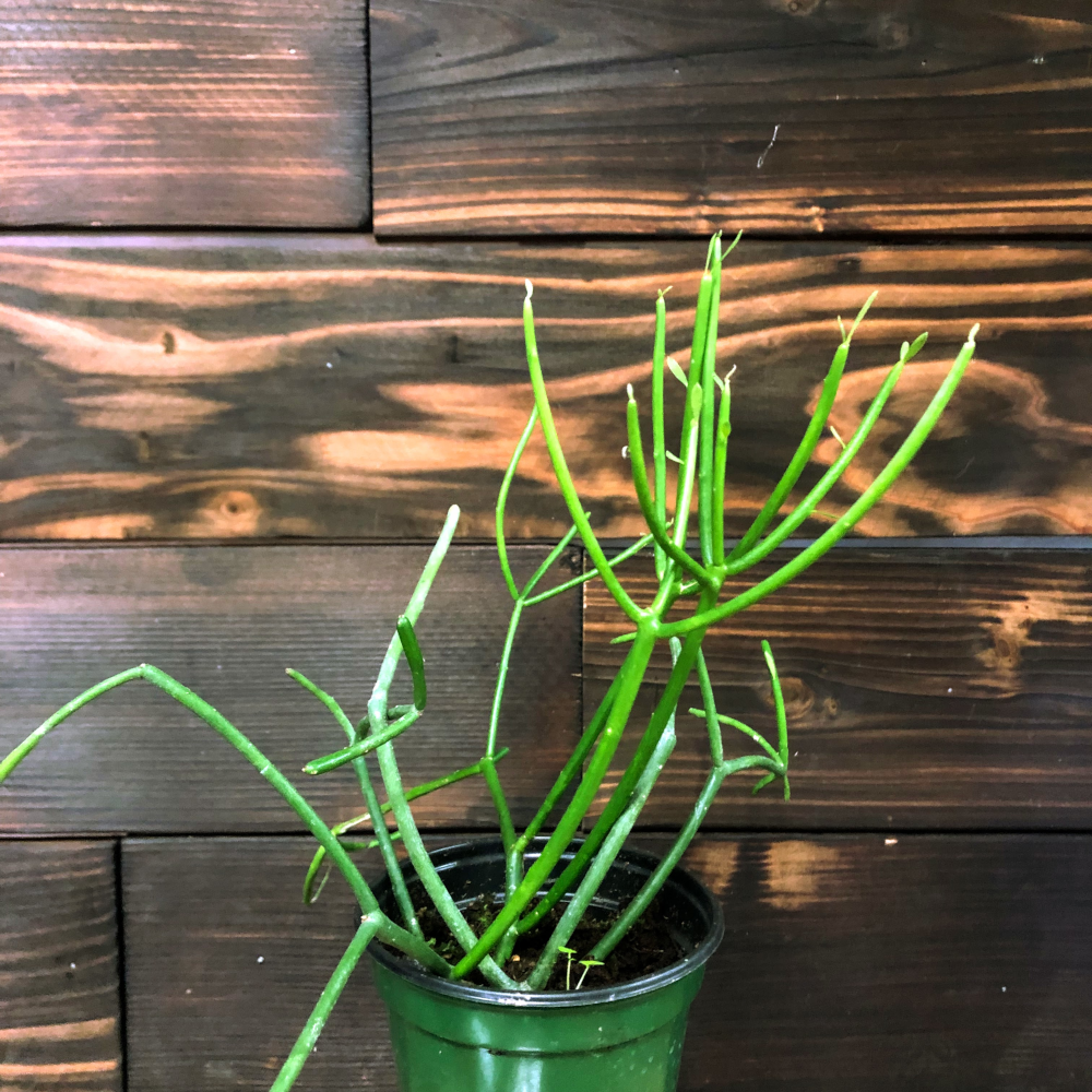 Pencil Cactus (Euphorbia tirucalli)