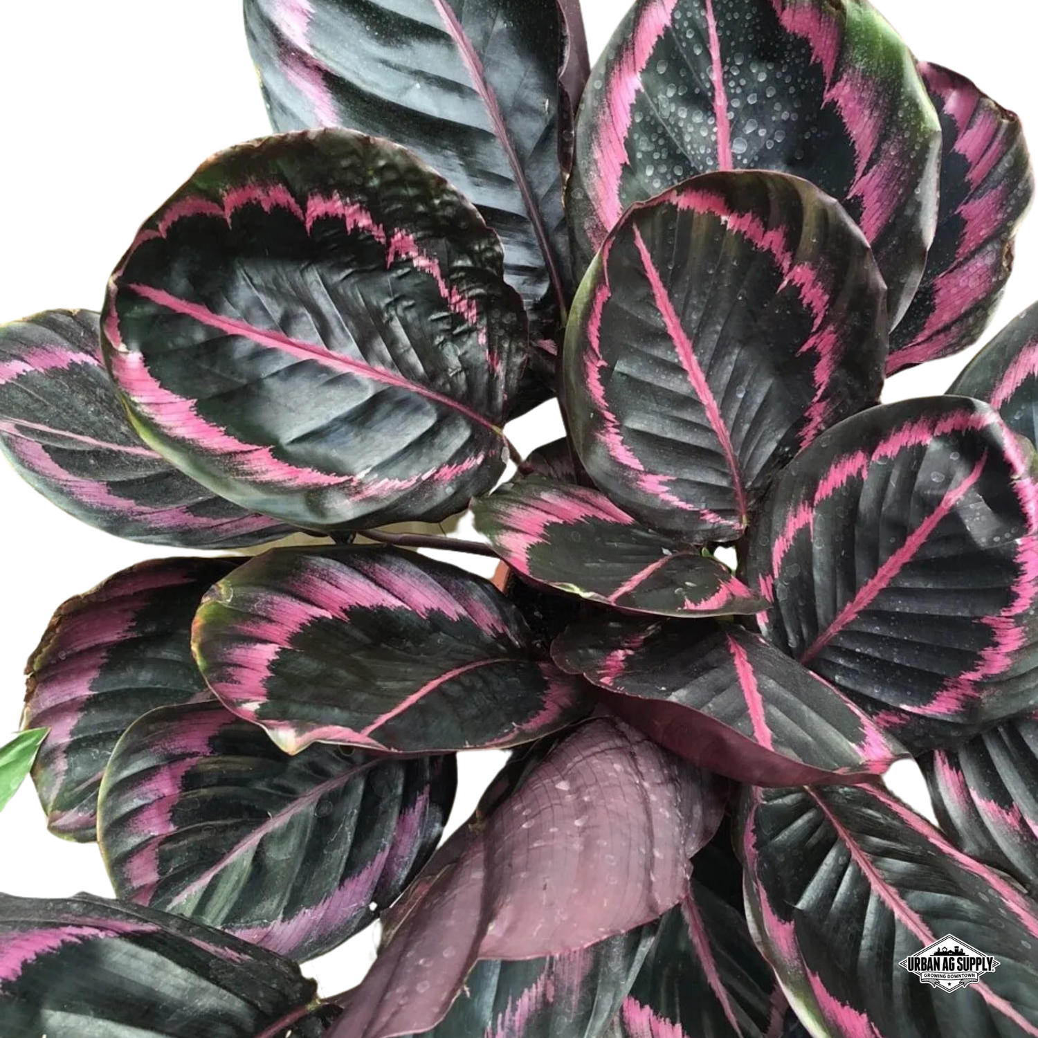 Calathea Roseopicta